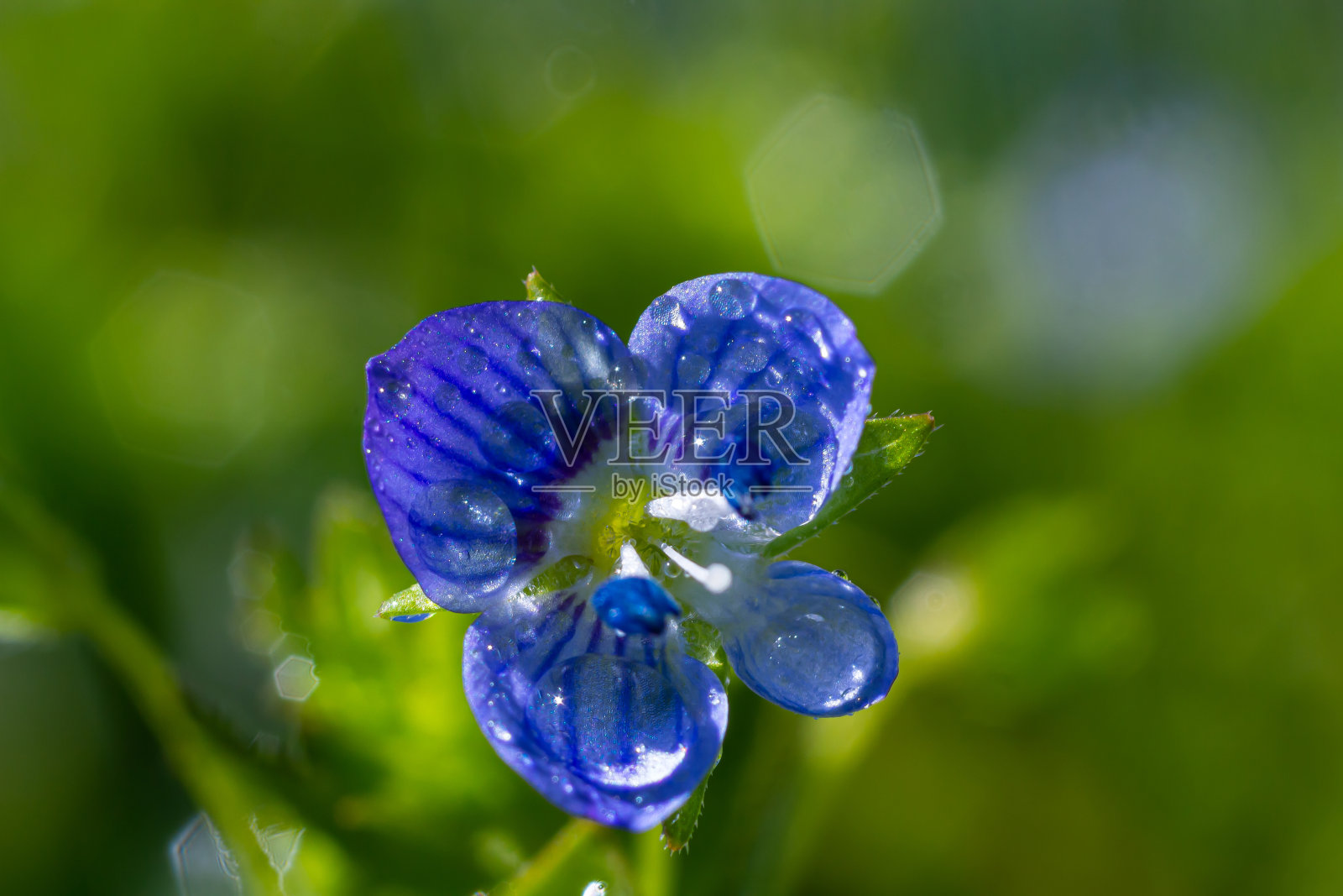 近距离拍摄的灿烂的蓝色花朵的德国speedwell, Veronica chamaedrys生长在春天的草地上，阳光明媚的日子，自然环境照片摄影图片