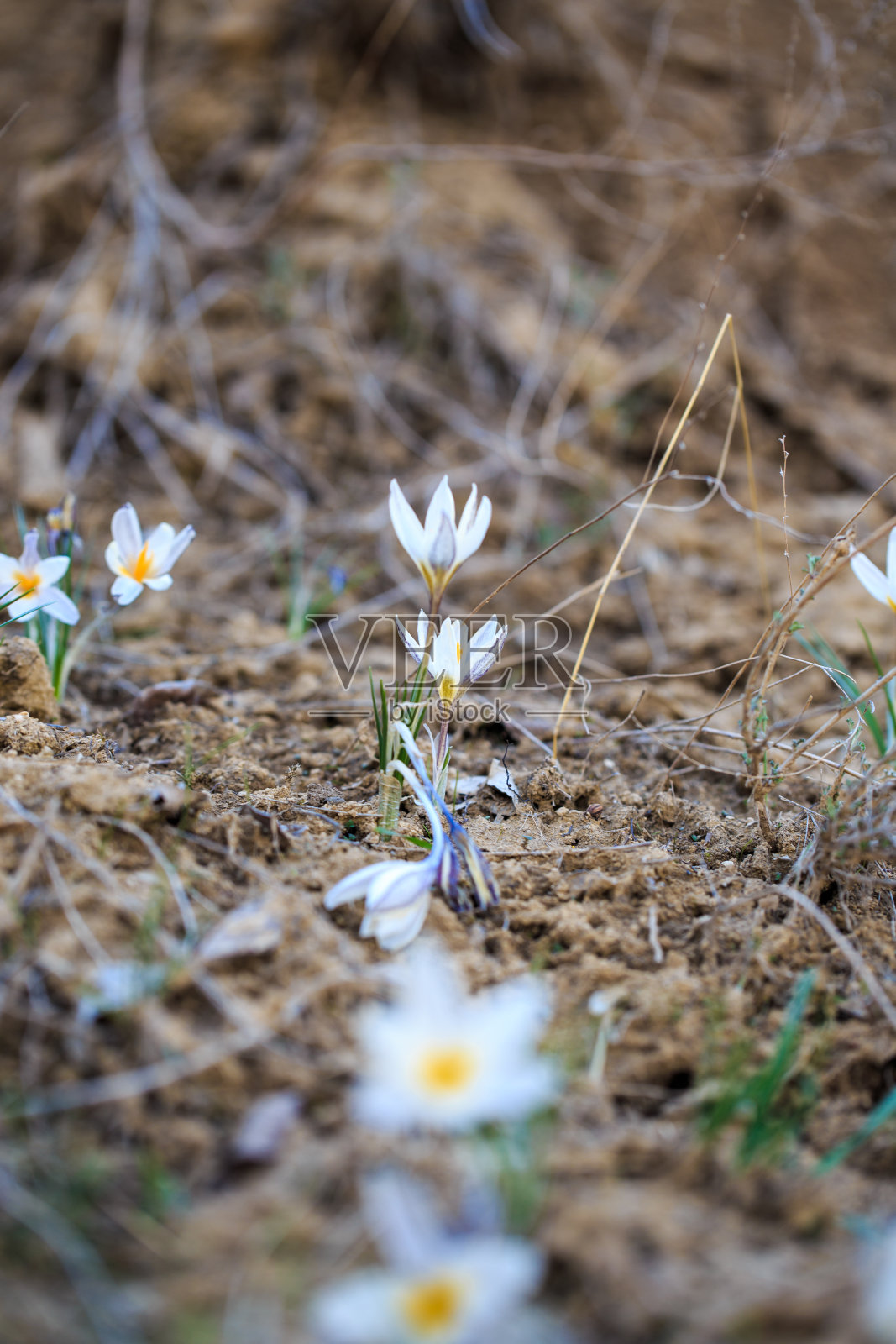 春天的第一朵花是野生的番红花。大自然背景上的白色花朵。春天的花。春天的背景。照片摄影图片