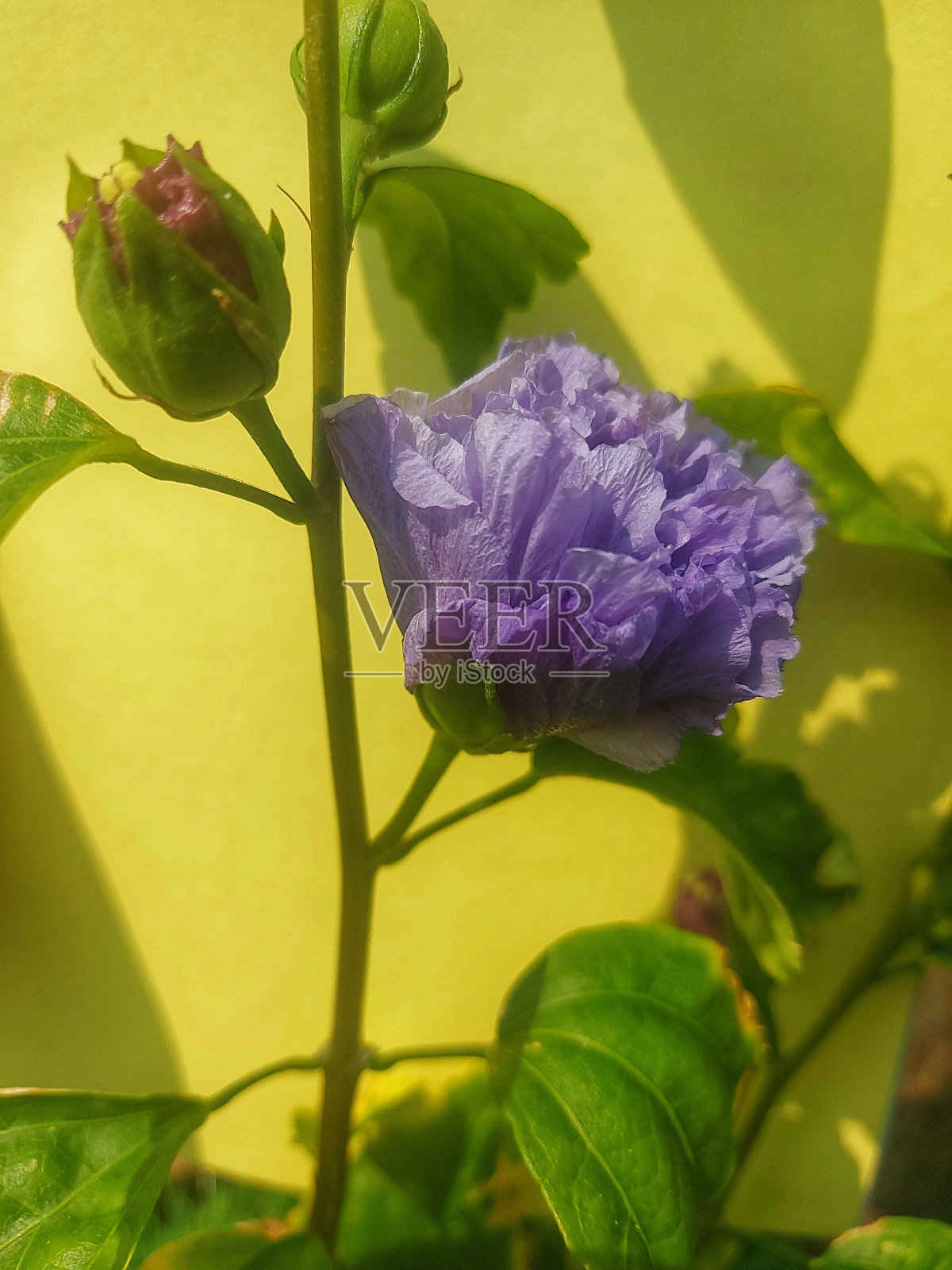 背景上的花。照片摄影图片