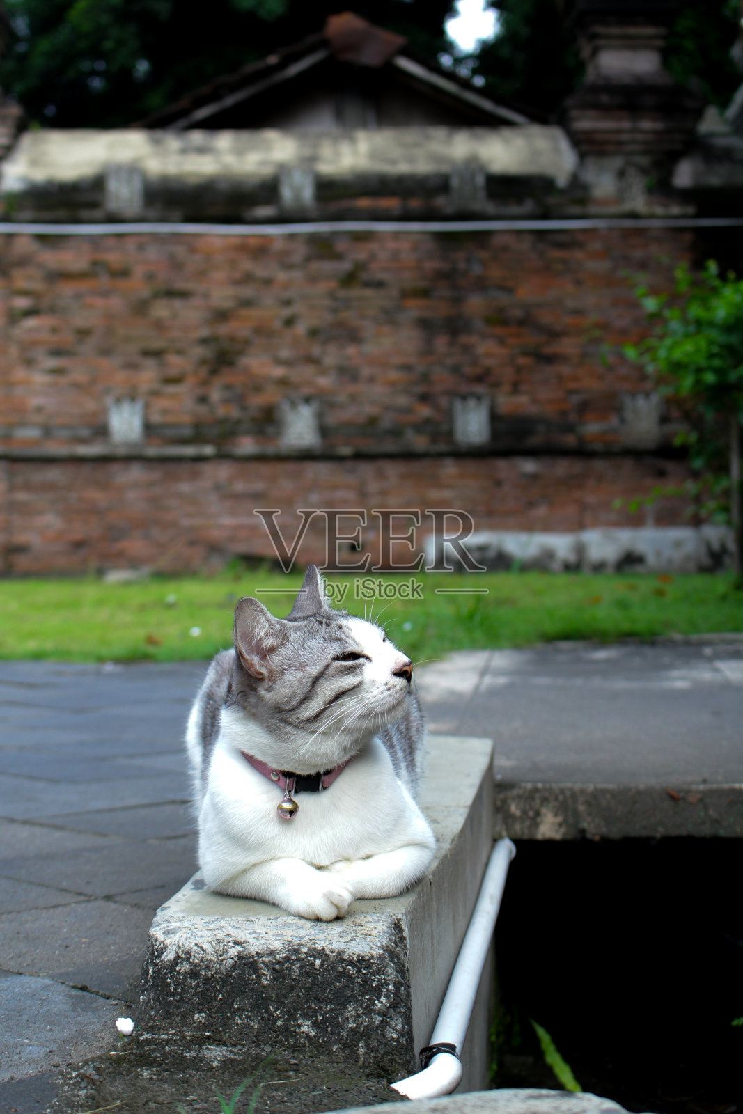日惹,印尼;一只正在放松的白猫照片摄影图片