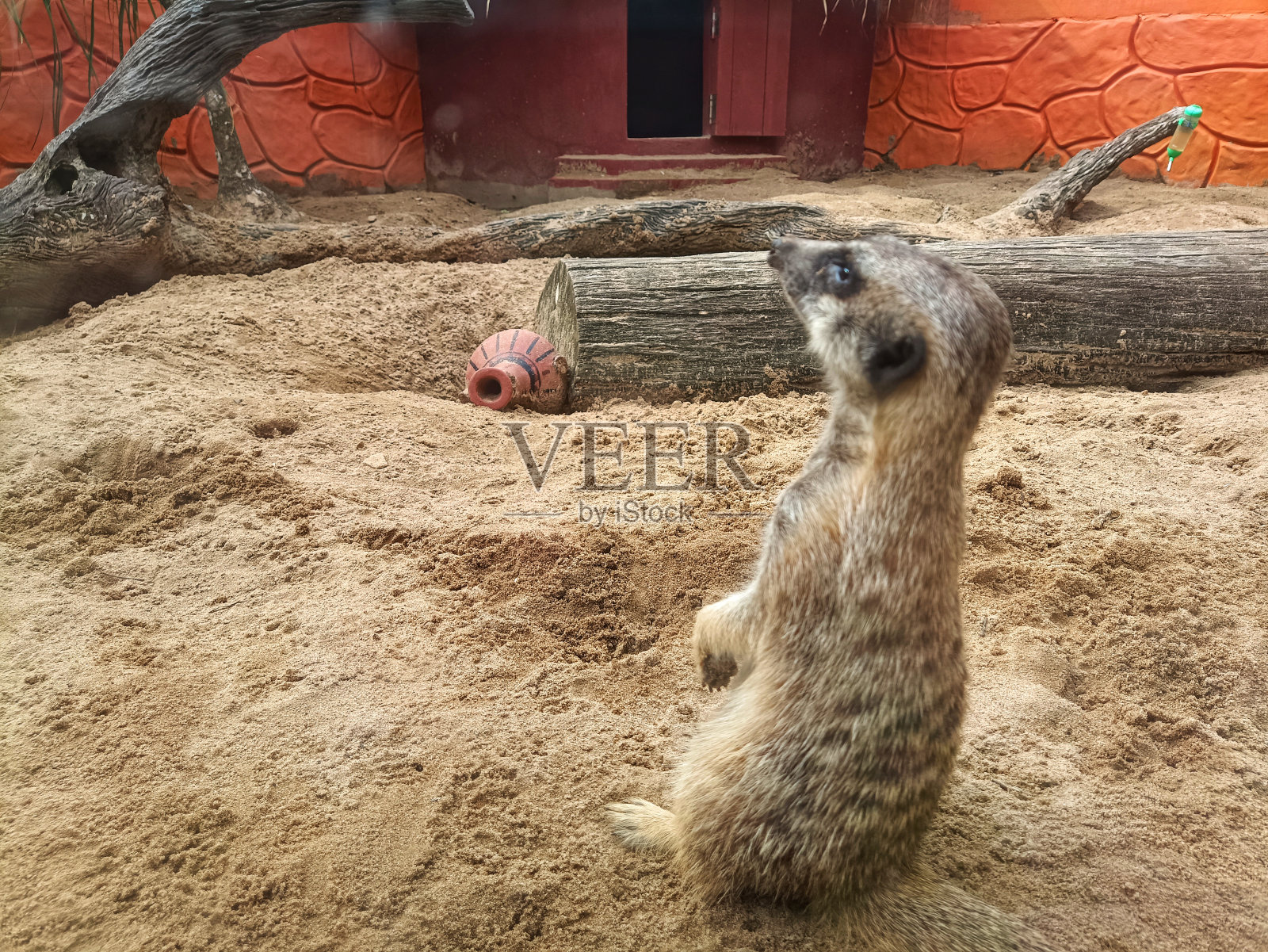 猫鼬在动物园里玩耍照片摄影图片