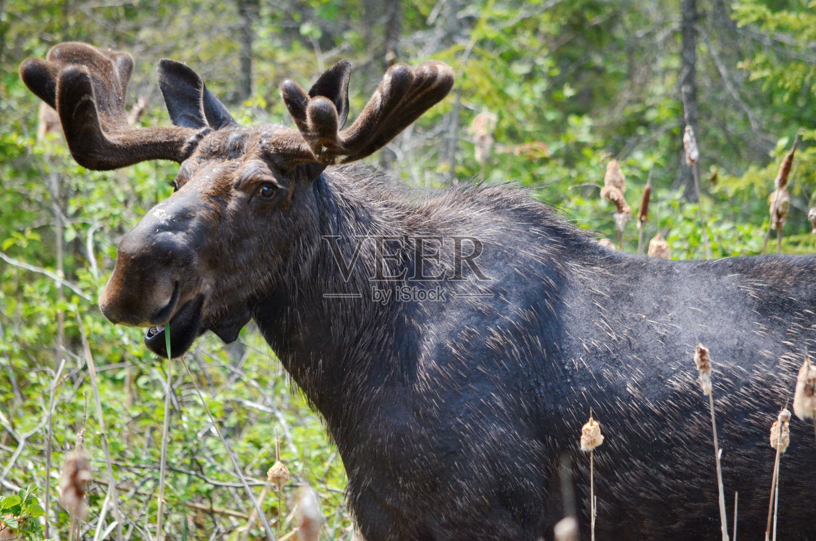 阿尔冈昆的公驼鹿照片摄影图片