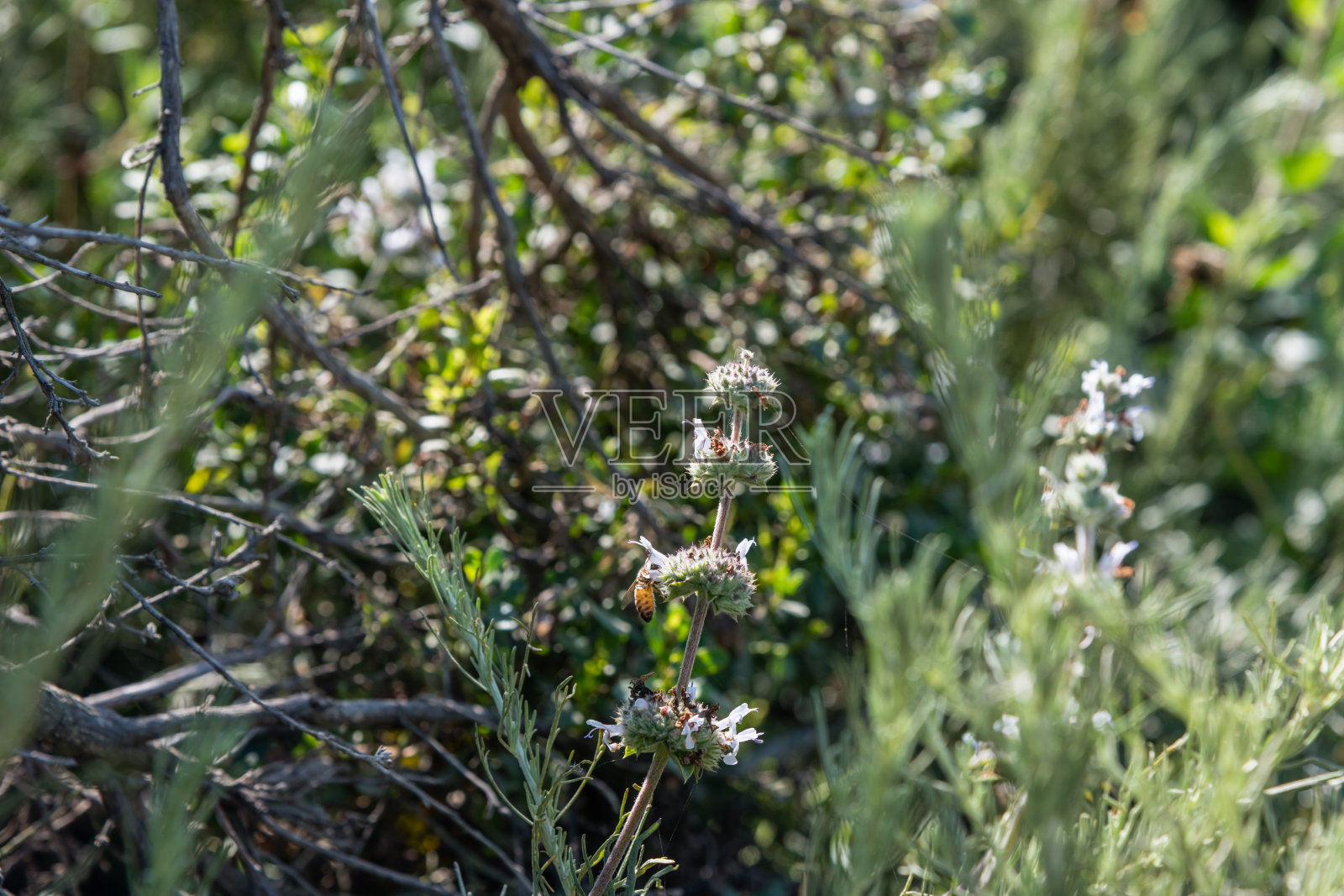 一只蜜蜂坐在黑鼠尾草花上，位于南加州圣巴巴拉附近的Goleta海岸地区照片摄影图片