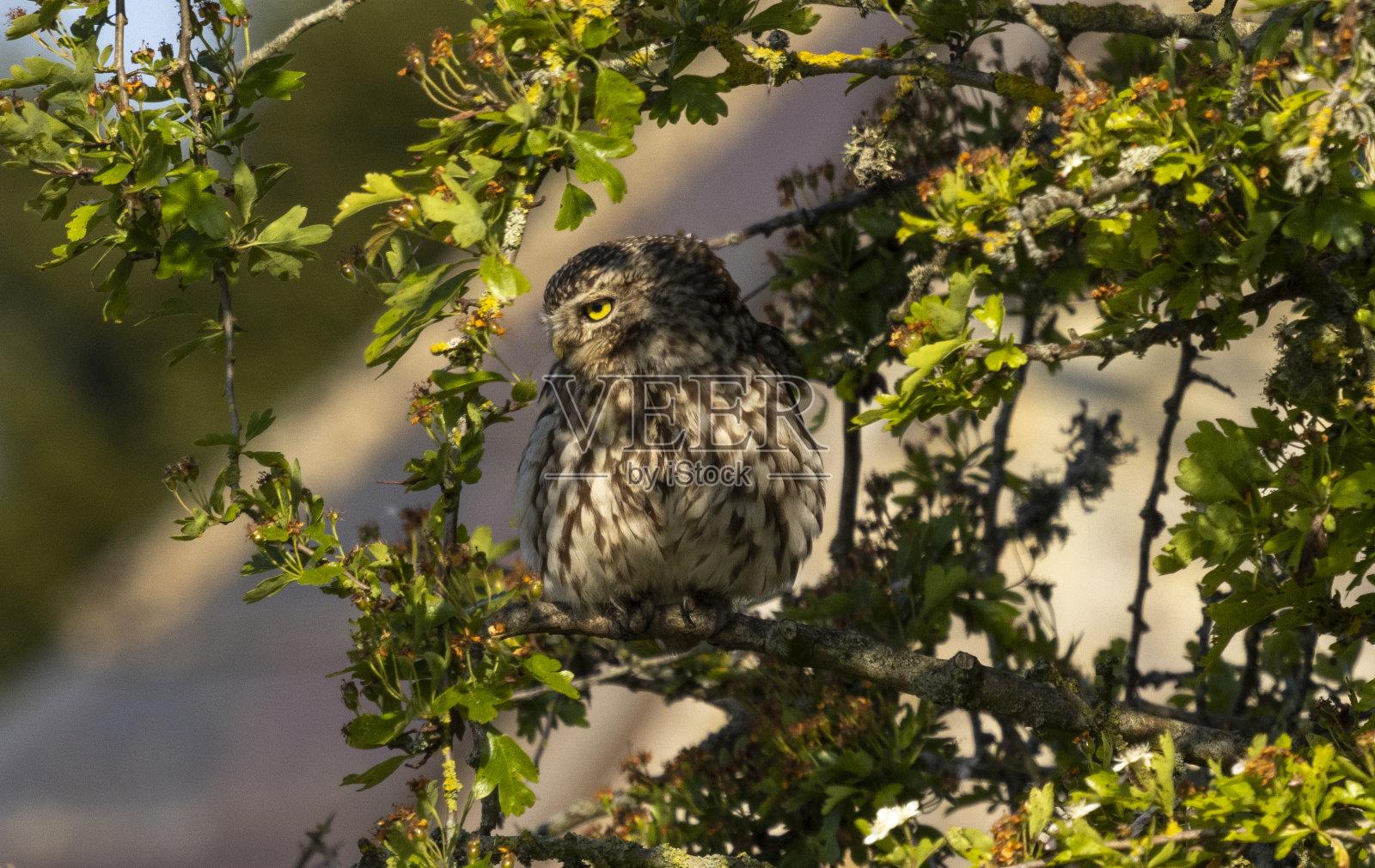 小猫头鹰照片摄影图片