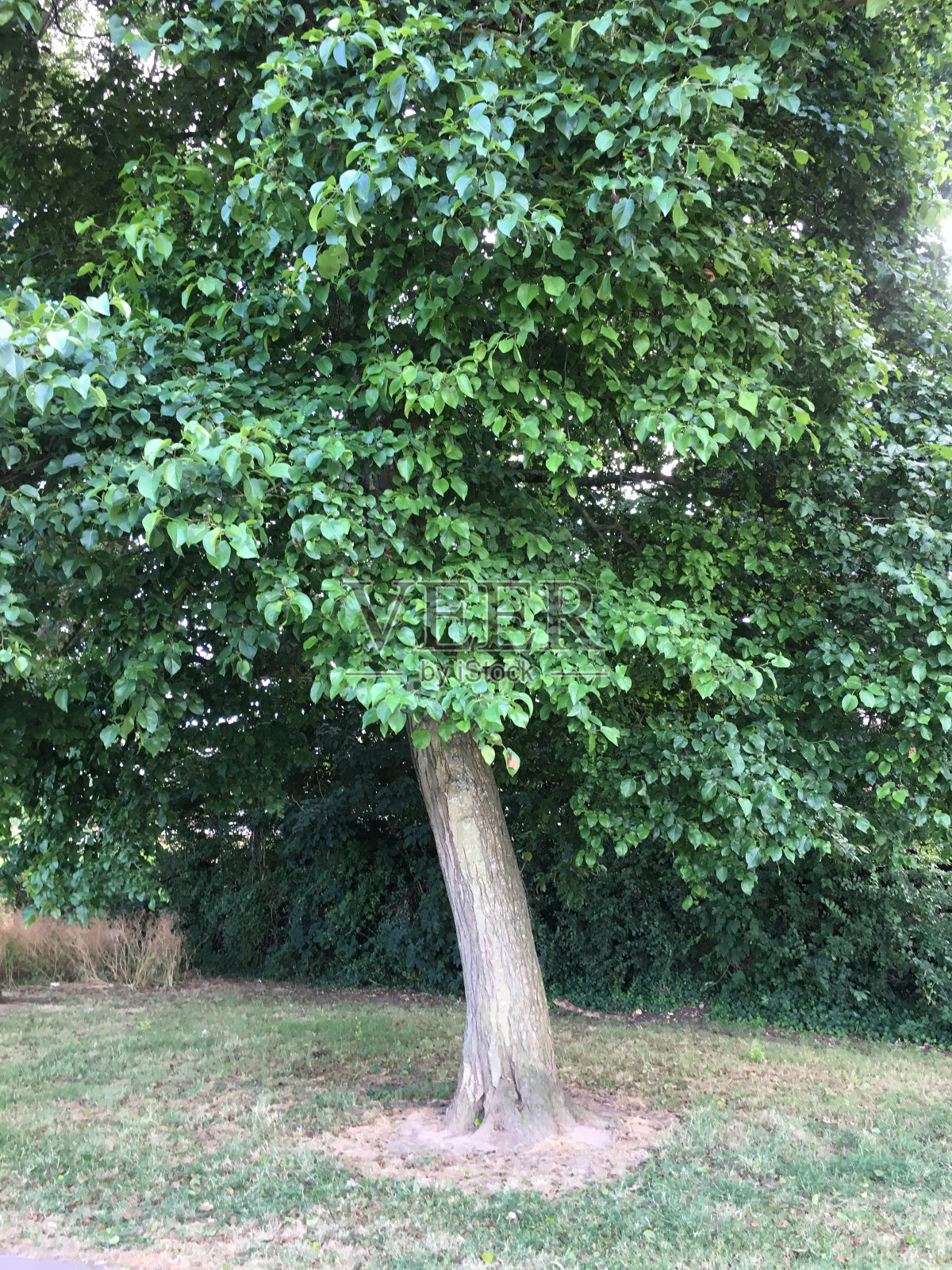 意大利桤木树干和较低的树冠照片摄影图片