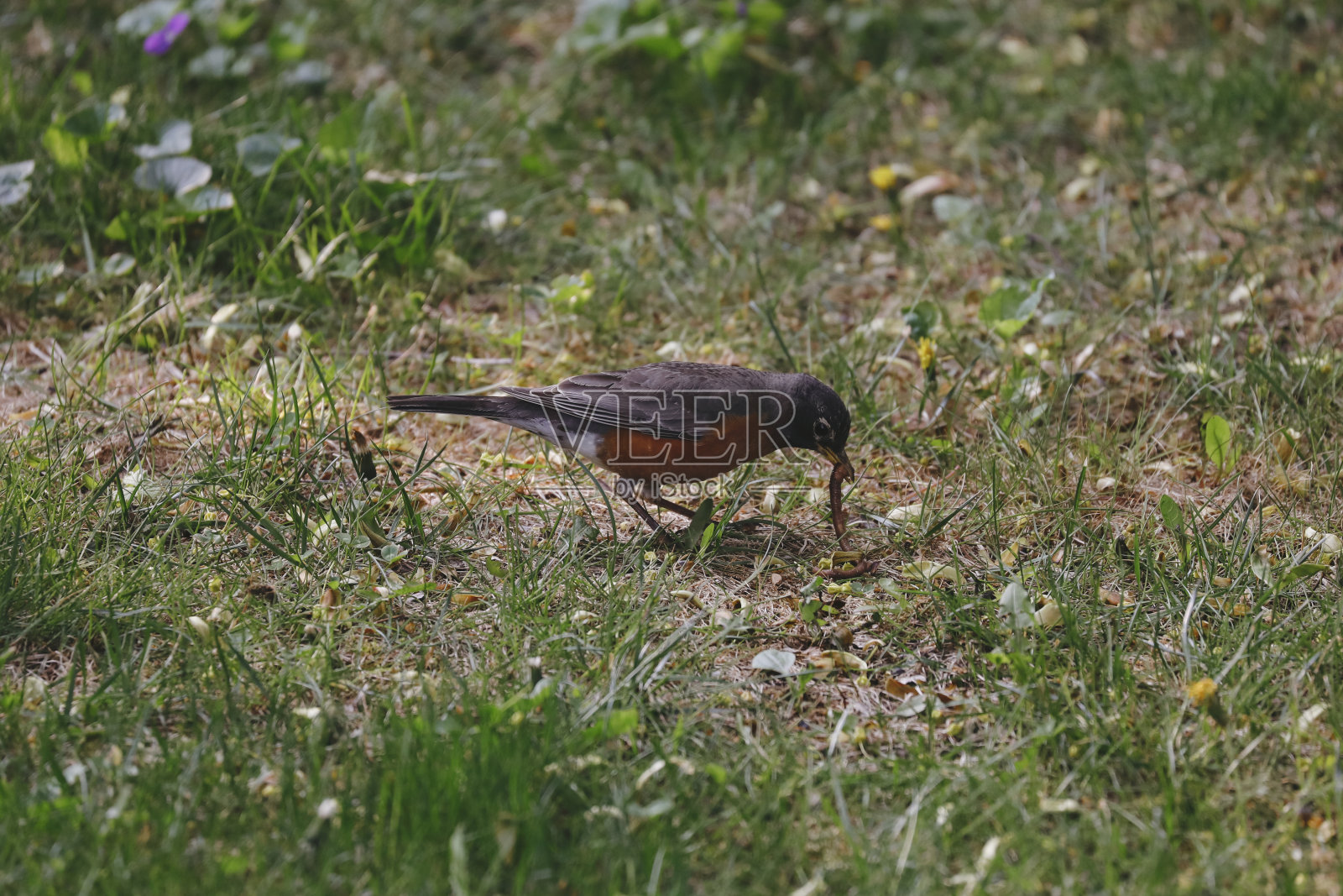 知更鸟在花园里捉虫照片摄影图片