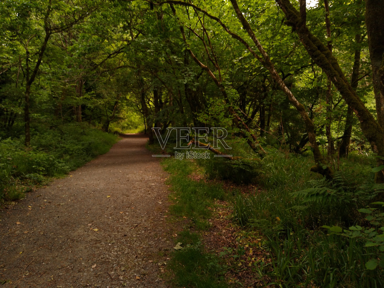 北爱尔兰的温带雨林照片摄影图片