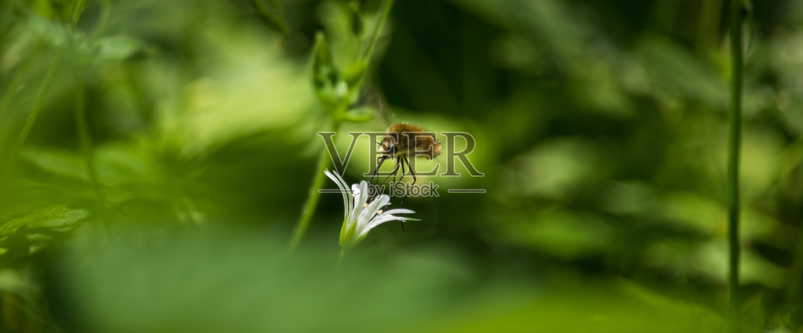 大家蚕，大蜂蝇昆虫飞行，从大缝衣草花中吸取花蜜。野生动物背景照片摄影图片