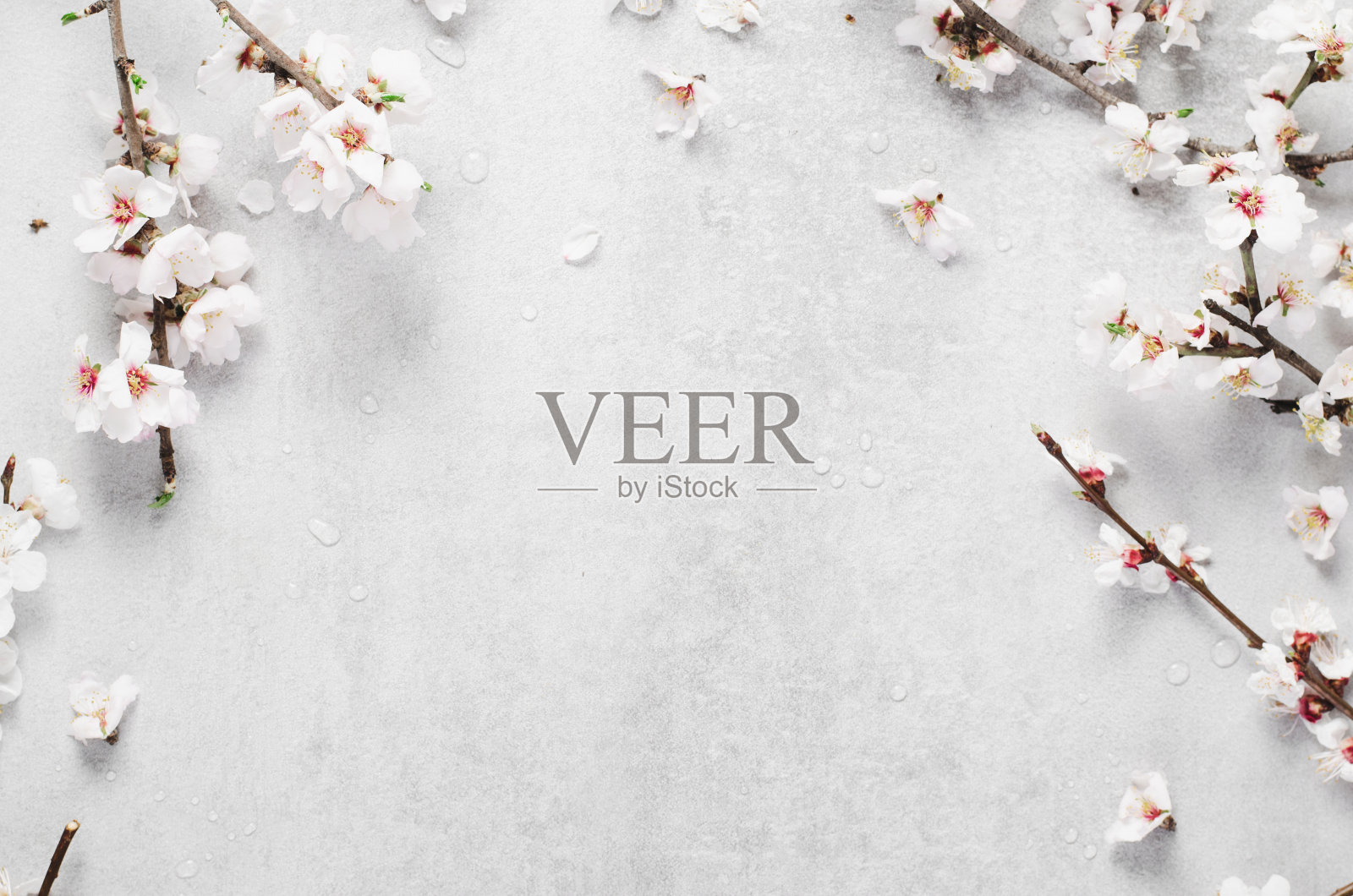 樱花，明亮背景下的春花，复活节快乐，3月8日，假期，春天概念照片摄影图片