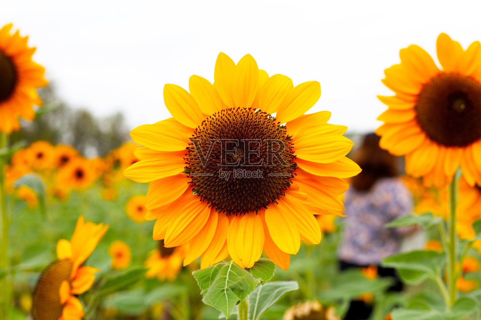 向日葵田，美丽的夏日风景。照片摄影图片