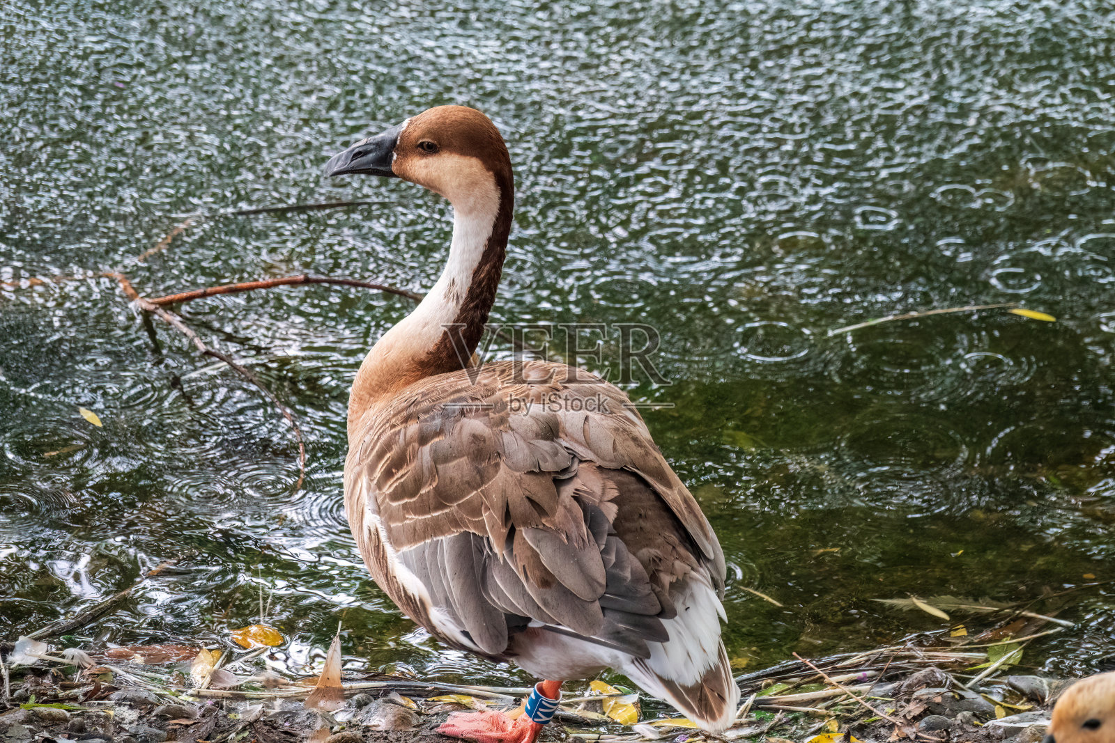 天鹅，天鹅座，在湖中游泳照片摄影图片