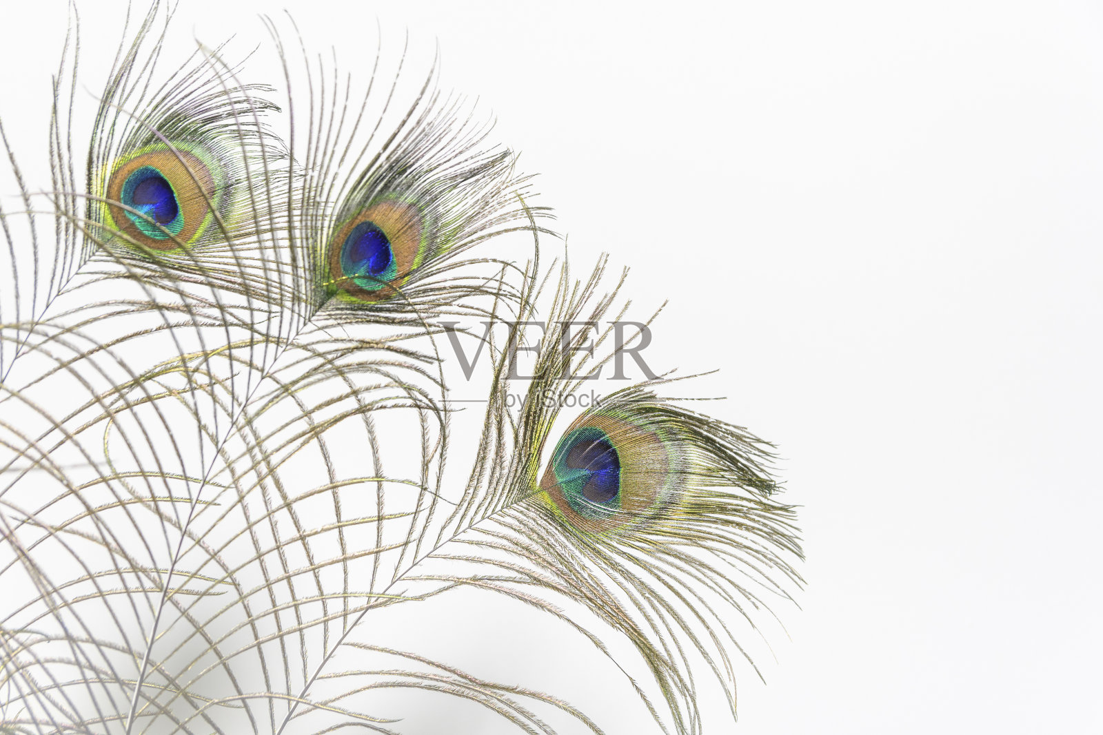 孔雀的羽毛，孤立在白色的背景上。文本区域照片摄影图片