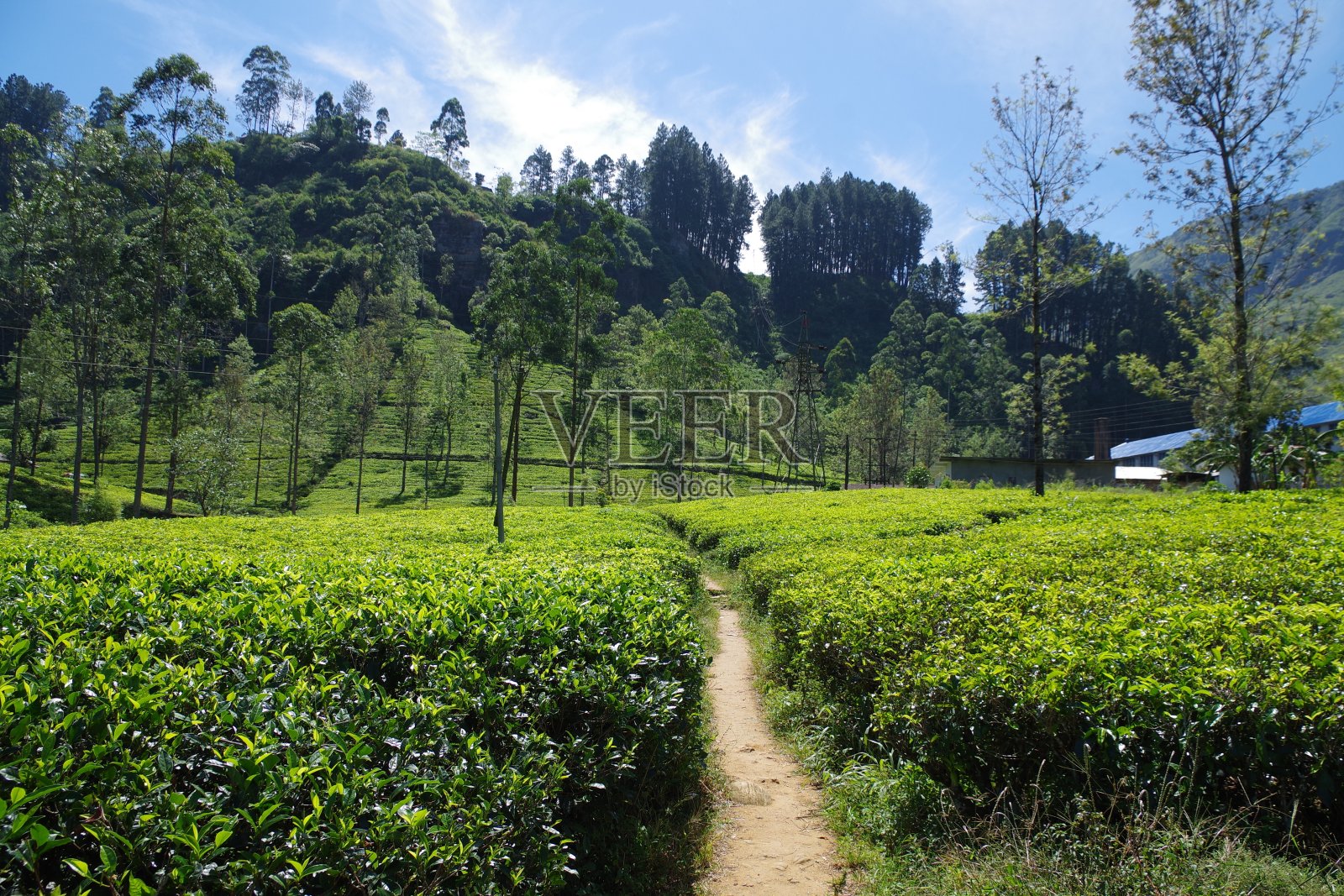 斯里兰卡的蓝田茶厂照片摄影图片