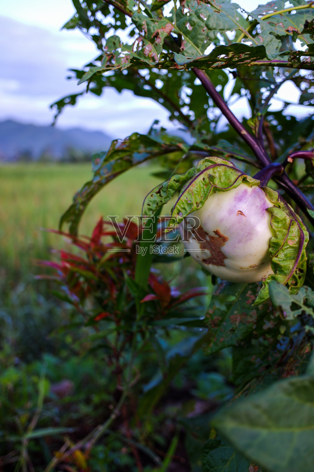 茄子果实照片摄影图片