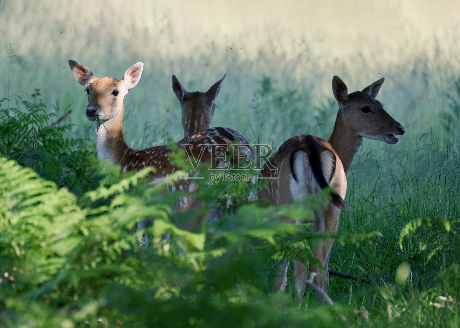 三只鹿围成一圈照片摄影图片