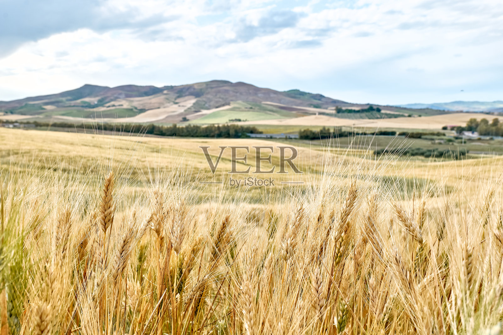 美丽的夏日景色，金色的麦田，蓝天白云，地平线上的群山。照片摄影图片