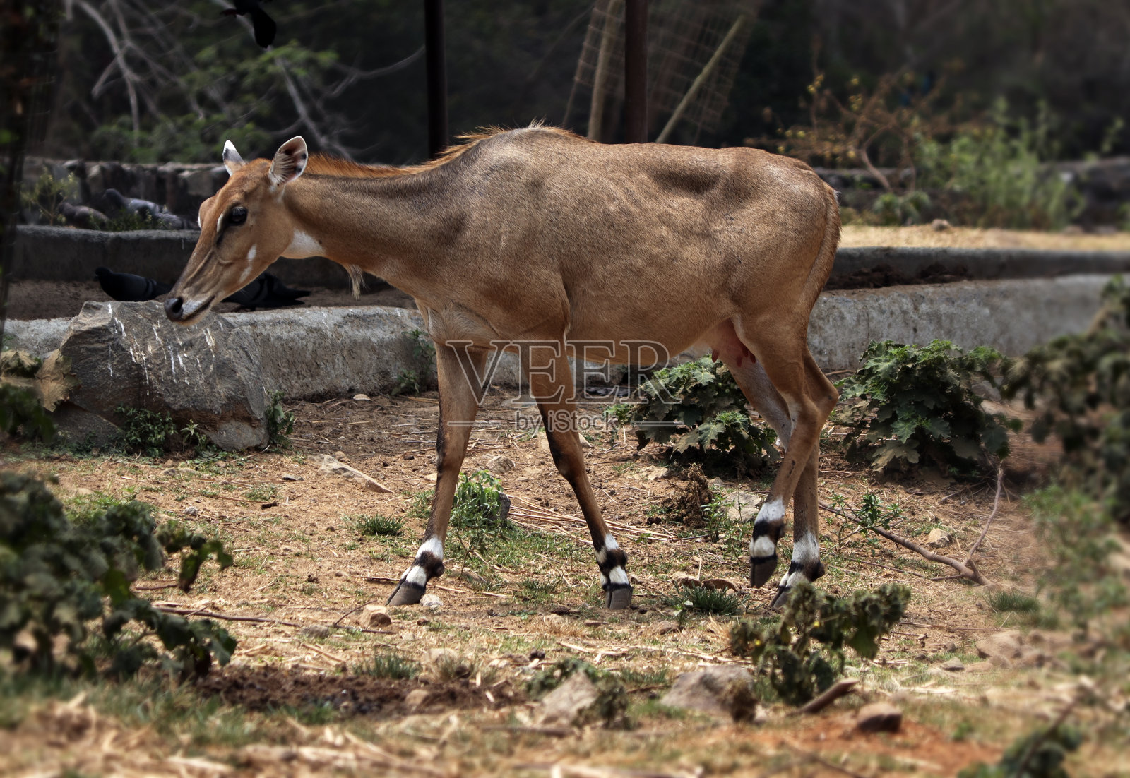 年轻的亚洲Nilgai羚羊在一个阳光明媚的日子里走在田野里照片摄影图片
