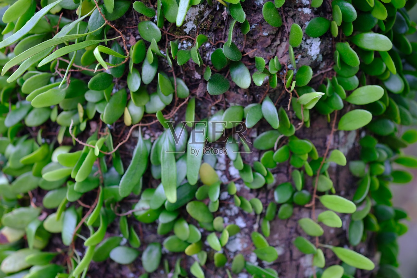 毛毛蔷薇是几种附生蕨类植物中的一种，被称为龙鳞、杜鹃或仙叶。Sisik naga, dawn picisan。照片摄影图片