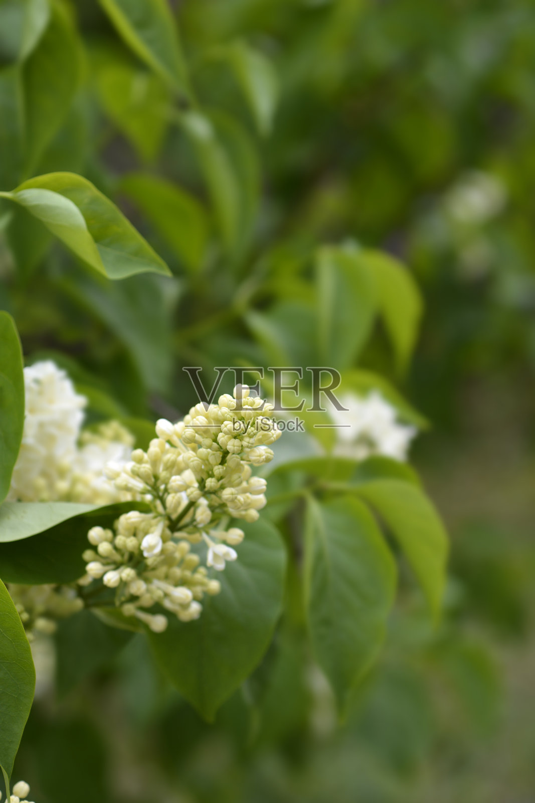 淡紫色的月见草照片摄影图片