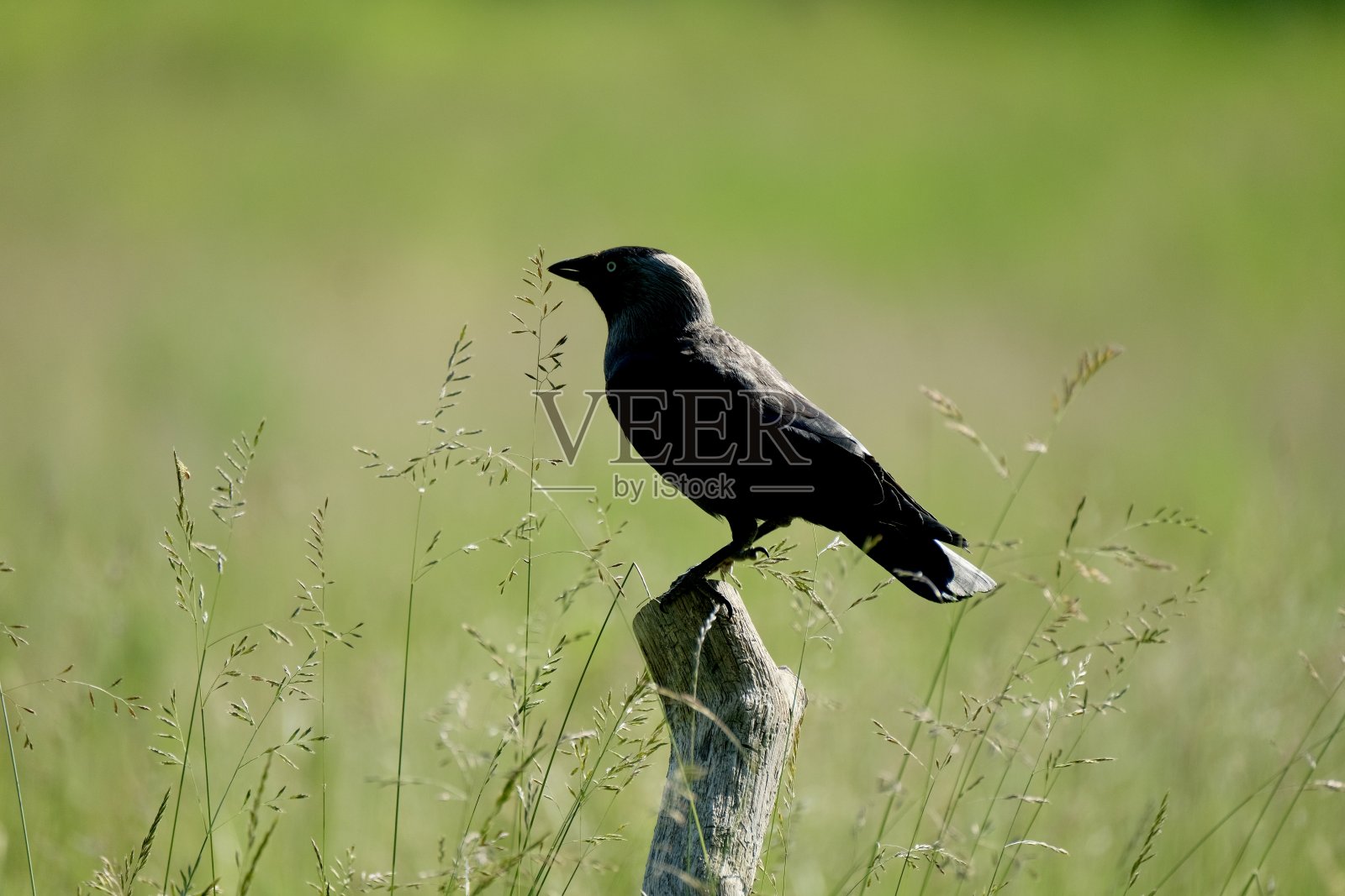 树枝上的乌鸦照片摄影图片