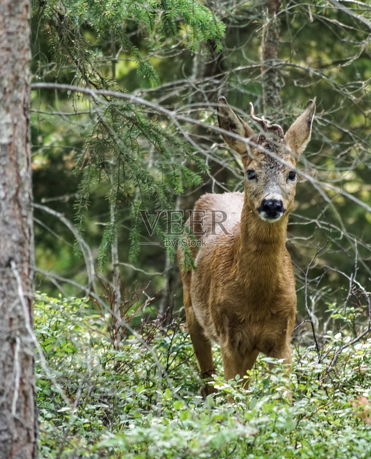 鹿站在森林里的植物中照片摄影图片
