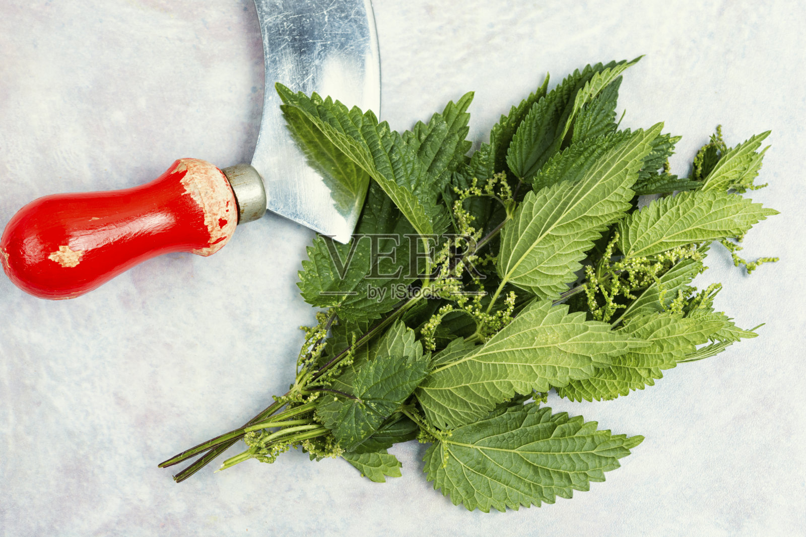 新鲜的荨麻叶和刀。照片摄影图片