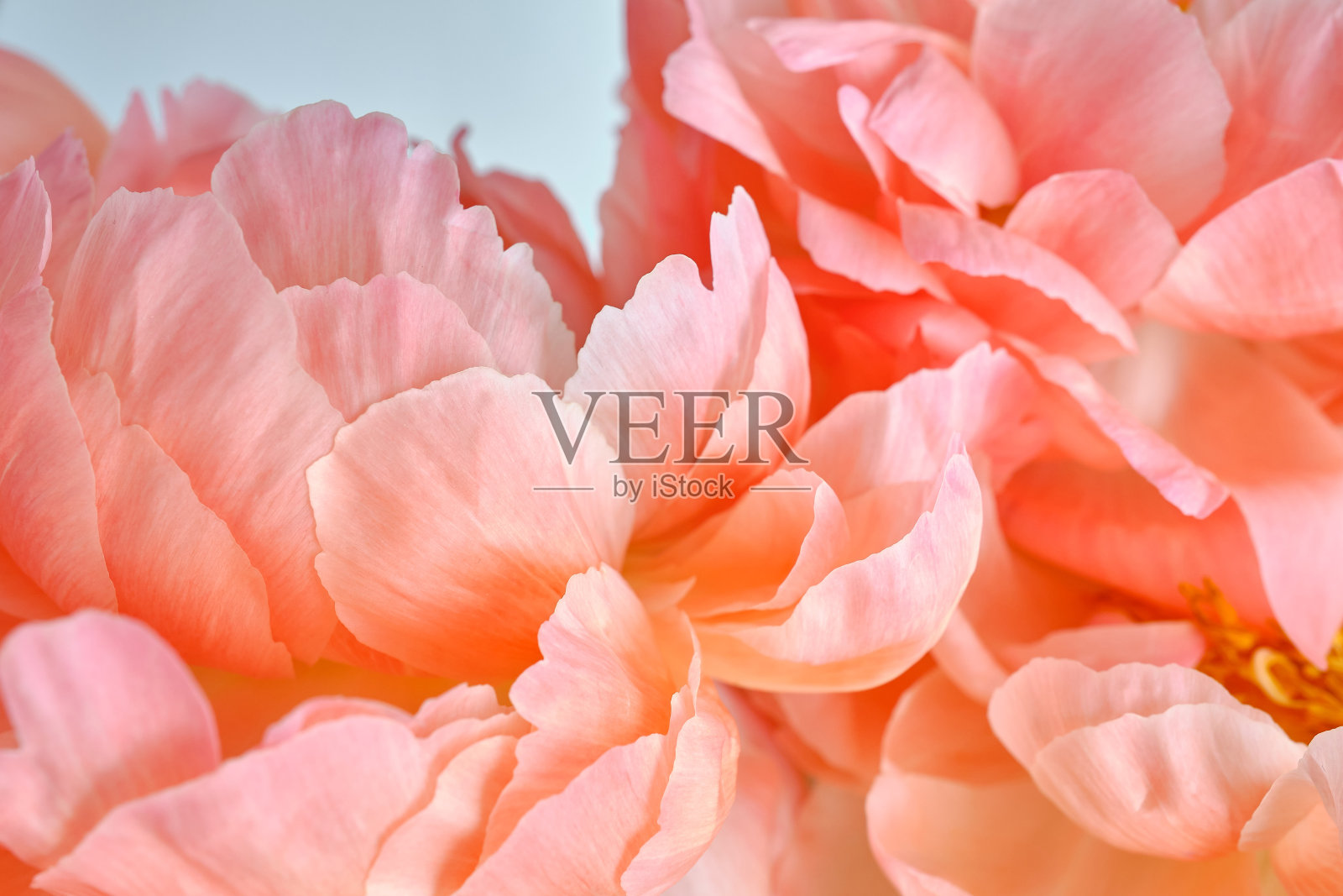 一束时尚的牡丹特写。粉红色的牡丹。花瓣特写。花贺卡或壁纸。精致的抽象花卉粉彩背景。卡片概念，复制文本空间照片摄影图片