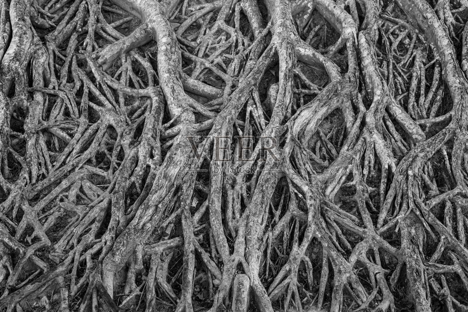 黑白相间的树根纹理照片摄影图片