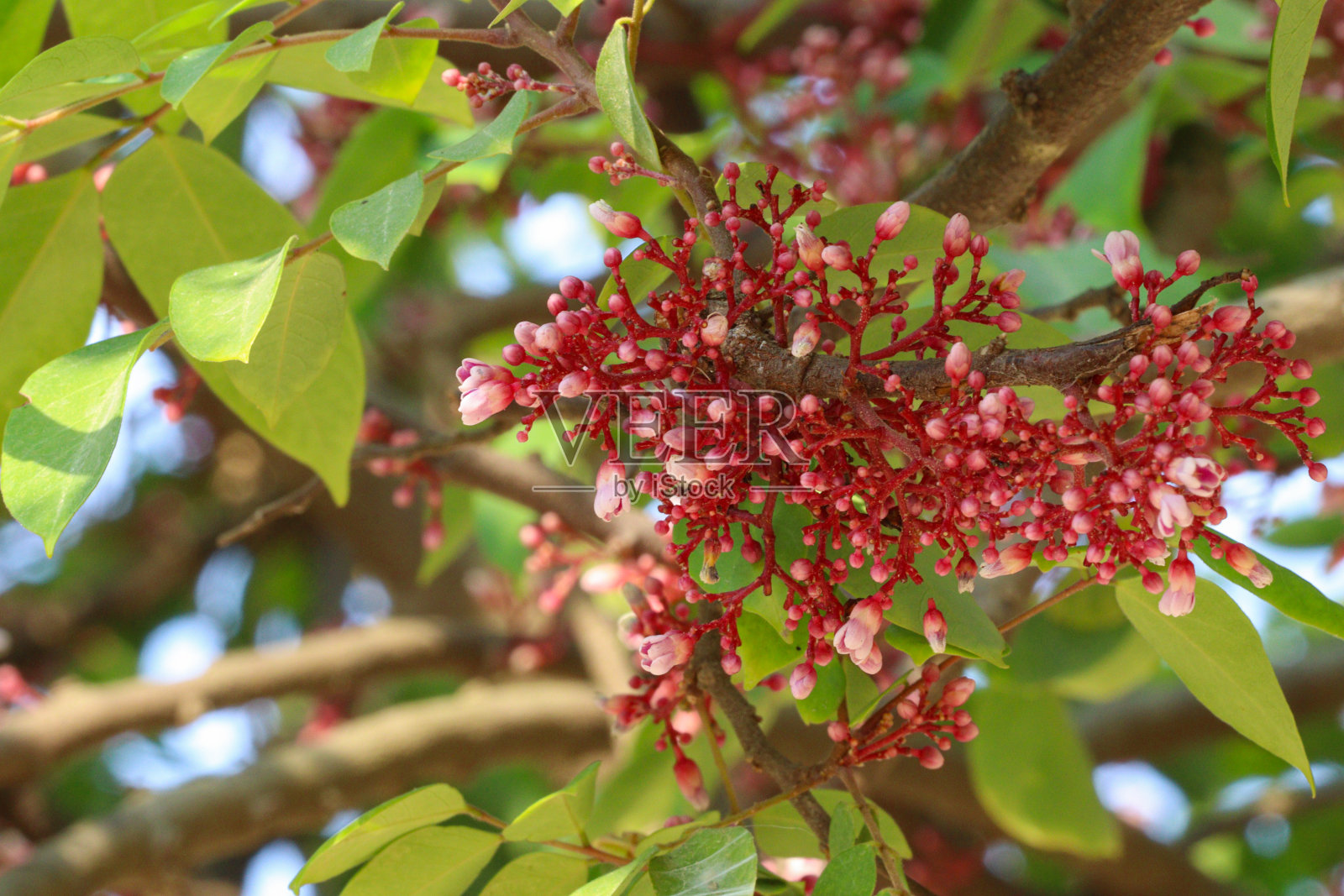 杨桃花是孟加拉国的一种传统水果照片摄影图片