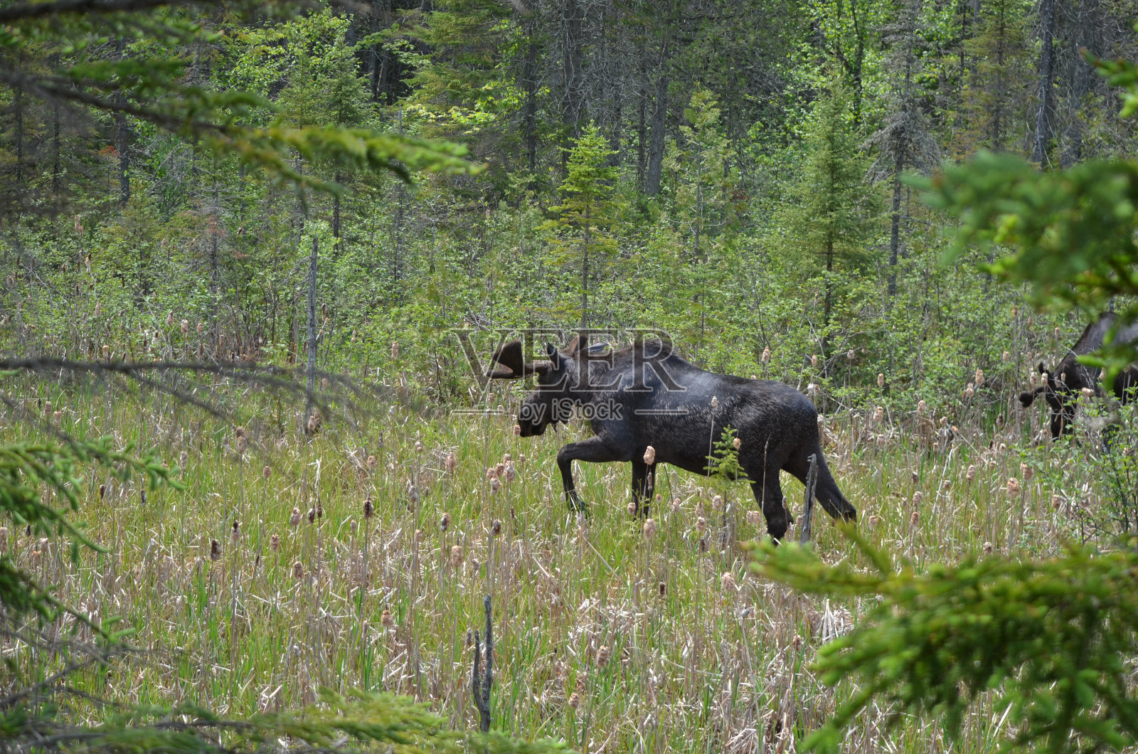 阿尔冈昆的公驼鹿照片摄影图片