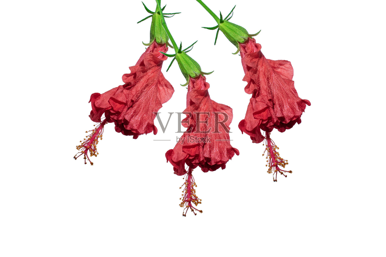 木槿花或月季，夏威夷木槿，月季，鞋花，叶子孤立在白色背景上照片摄影图片