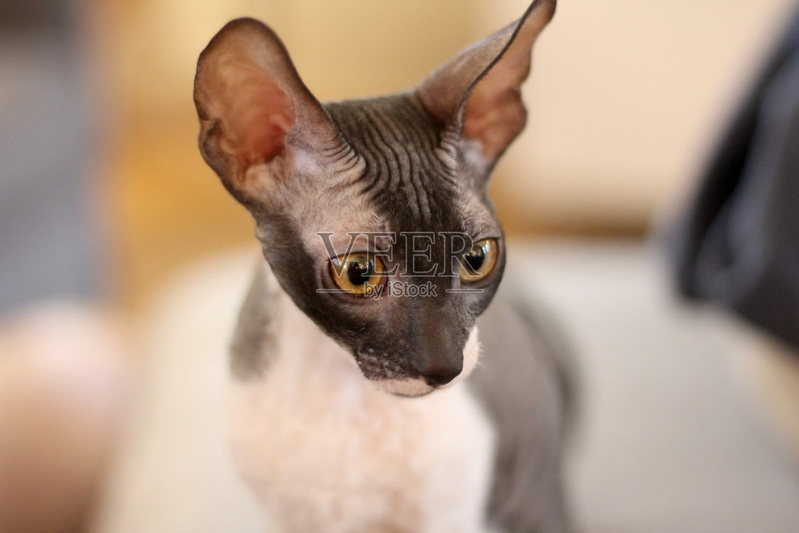 康沃尔雷克斯小猫埃斯特照片摄影图片