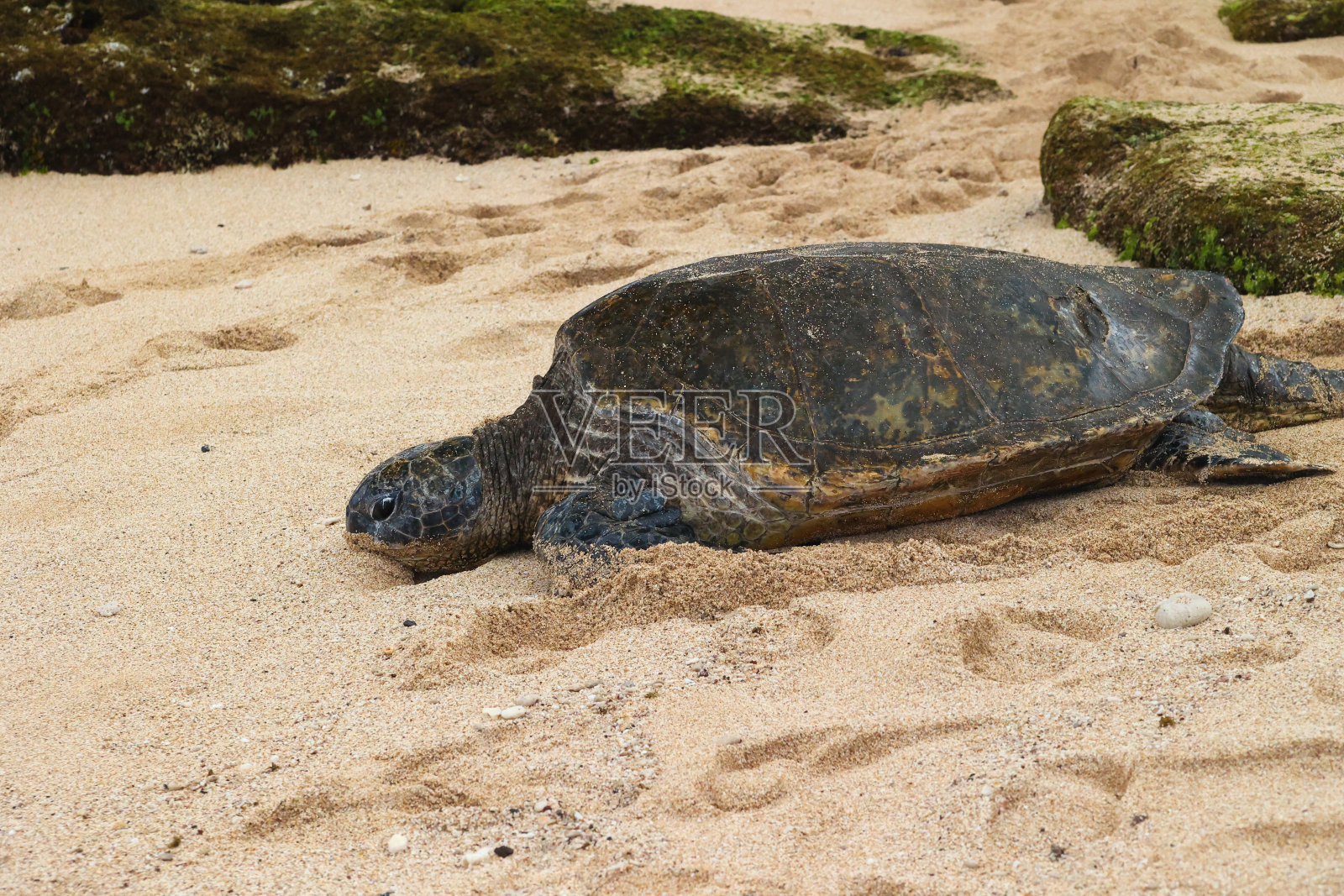 Ho 'okipa海滩公园沙滩上的海龟试图回归大海照片摄影图片