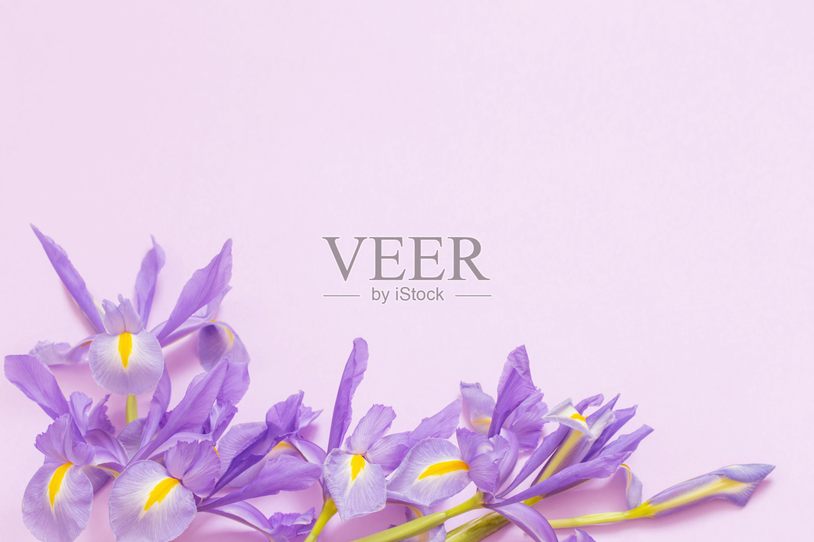 紫色纸背景上的蓝色鸢尾花照片摄影图片