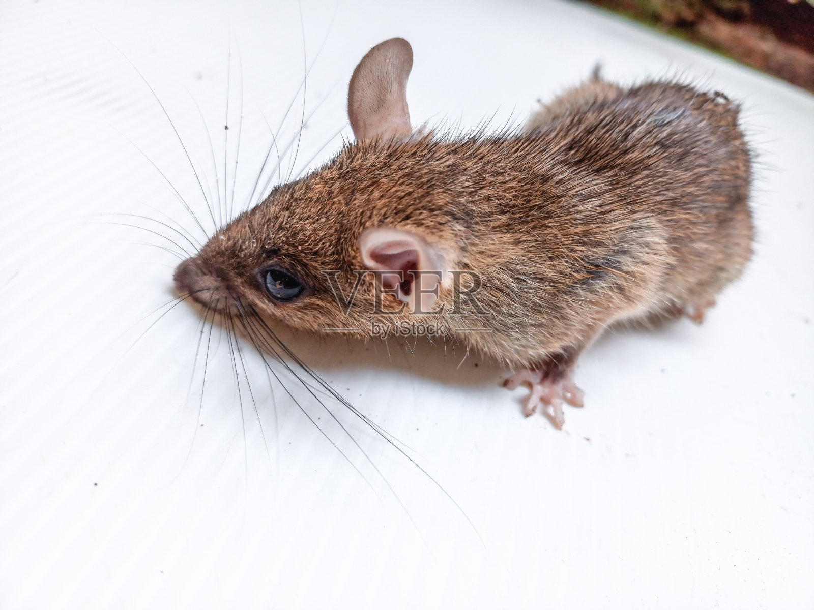 一只孤独的老鼠坐在白色的表面上照片摄影图片
