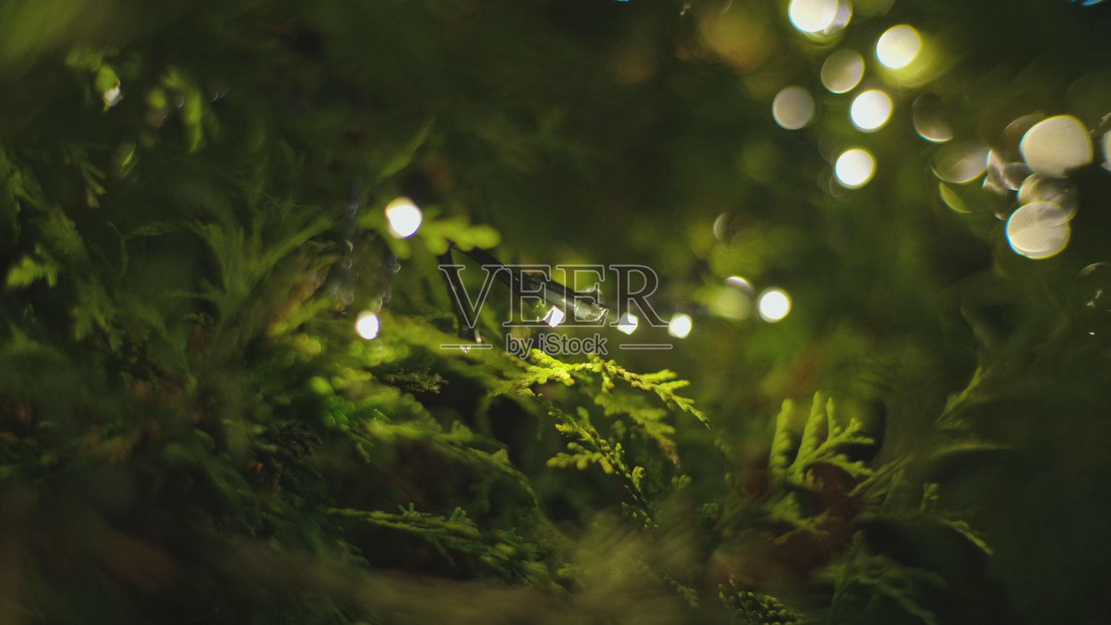 圣诞户外装饰LED灯线闪烁和脉冲在花园灌木树篱在晚上照片摄影图片