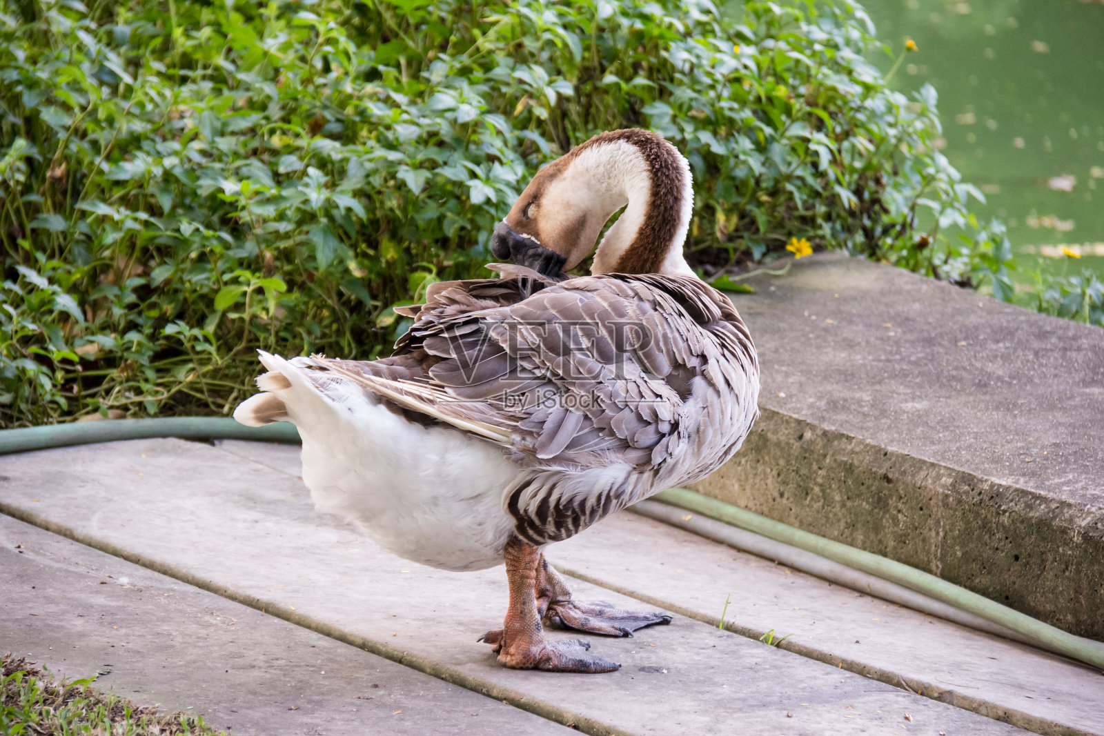池塘背景鹅照片摄影图片