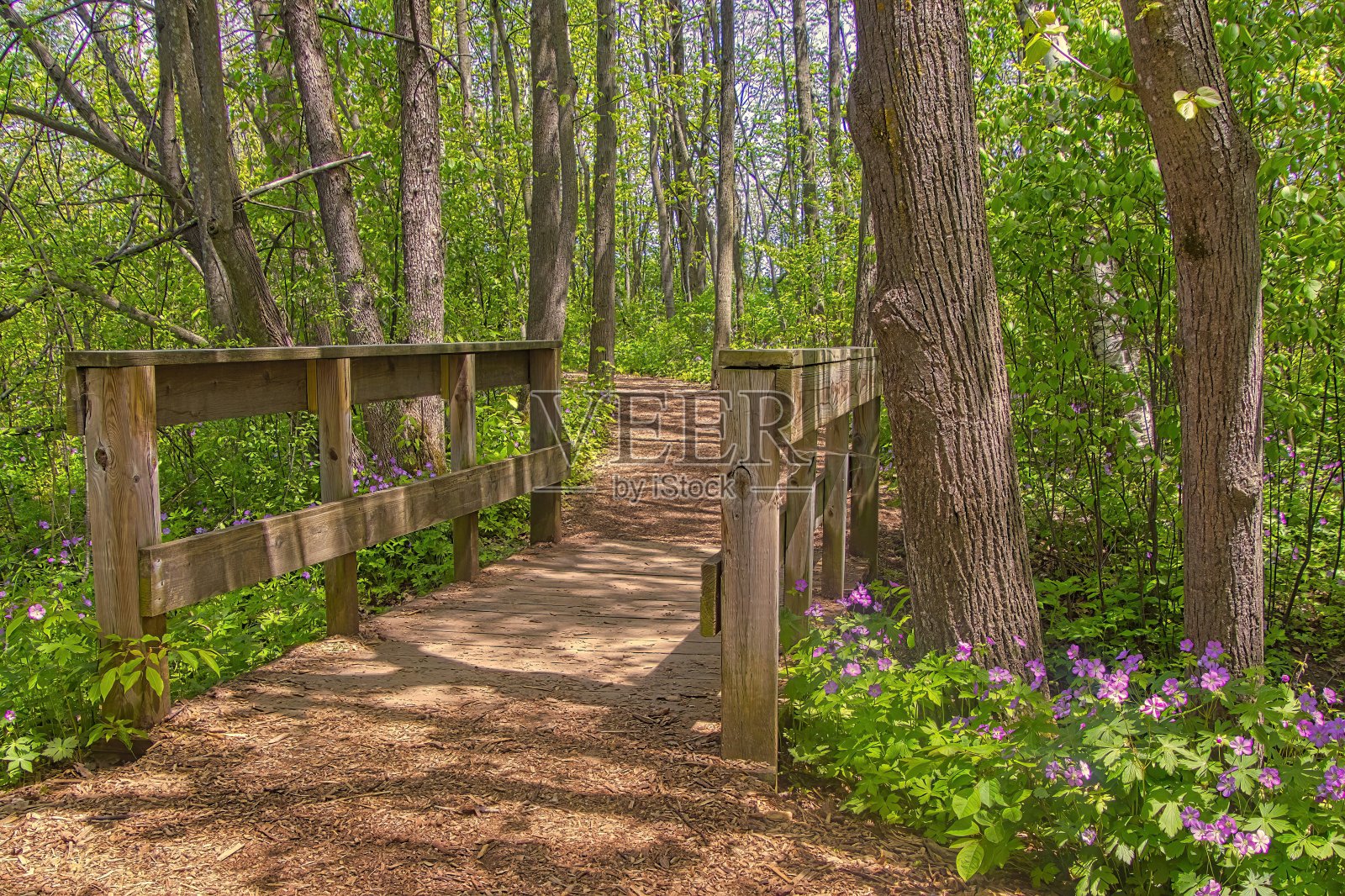 森林小径桥边的鲜花照片摄影图片