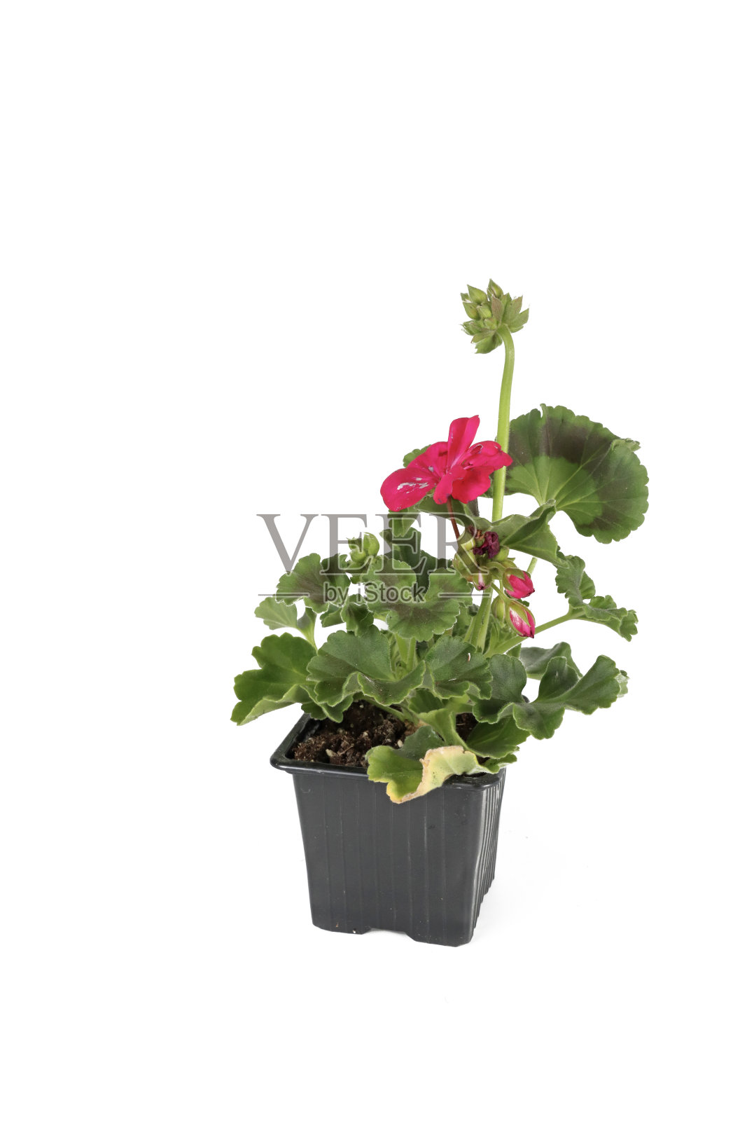 天竺葵照片摄影图片