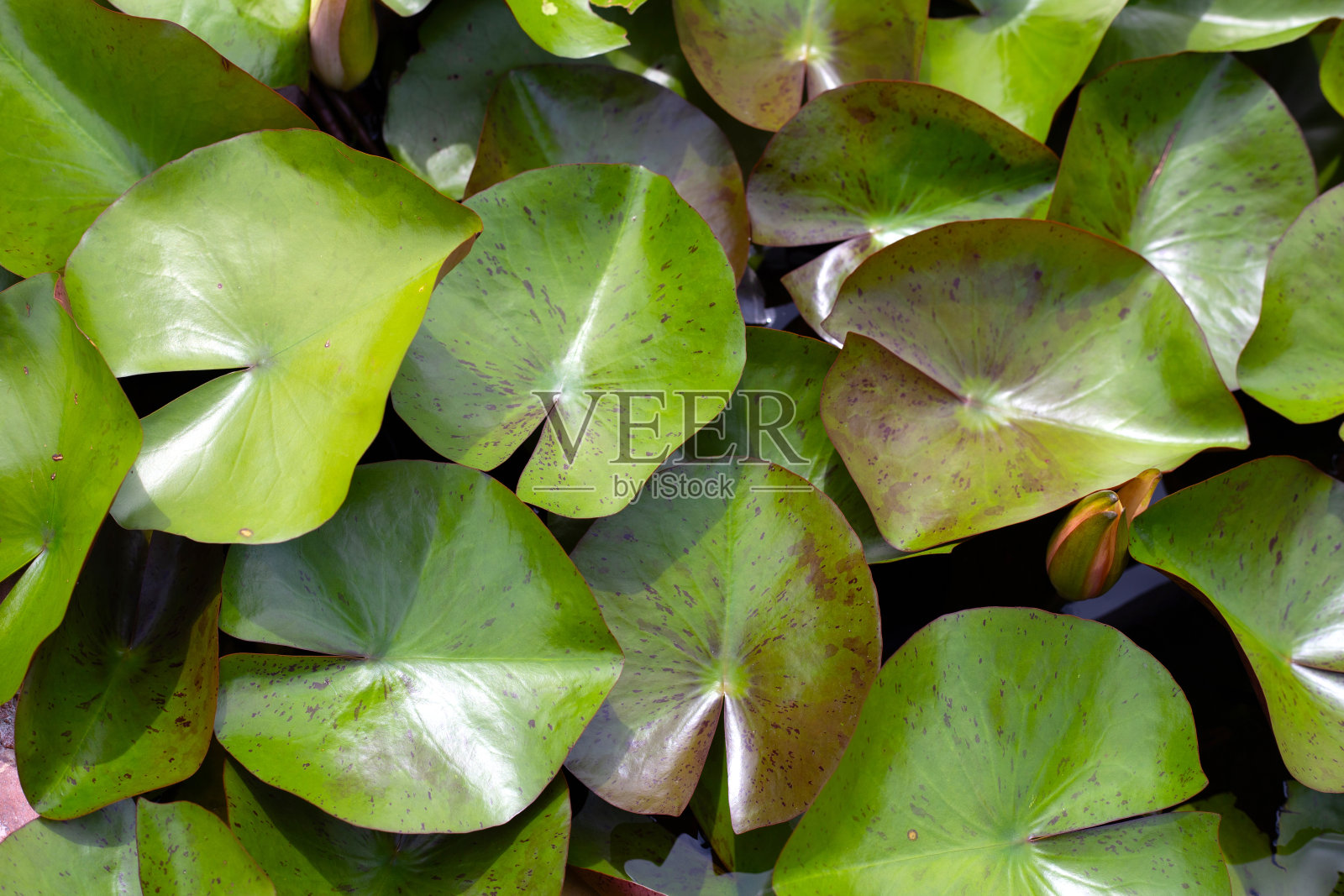 美丽的荷花叶子照片摄影图片