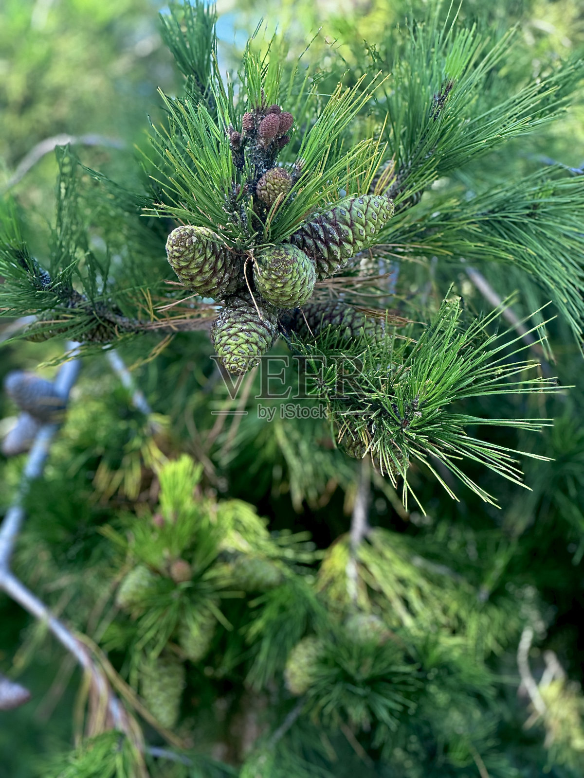 盛开的松树照片摄影图片