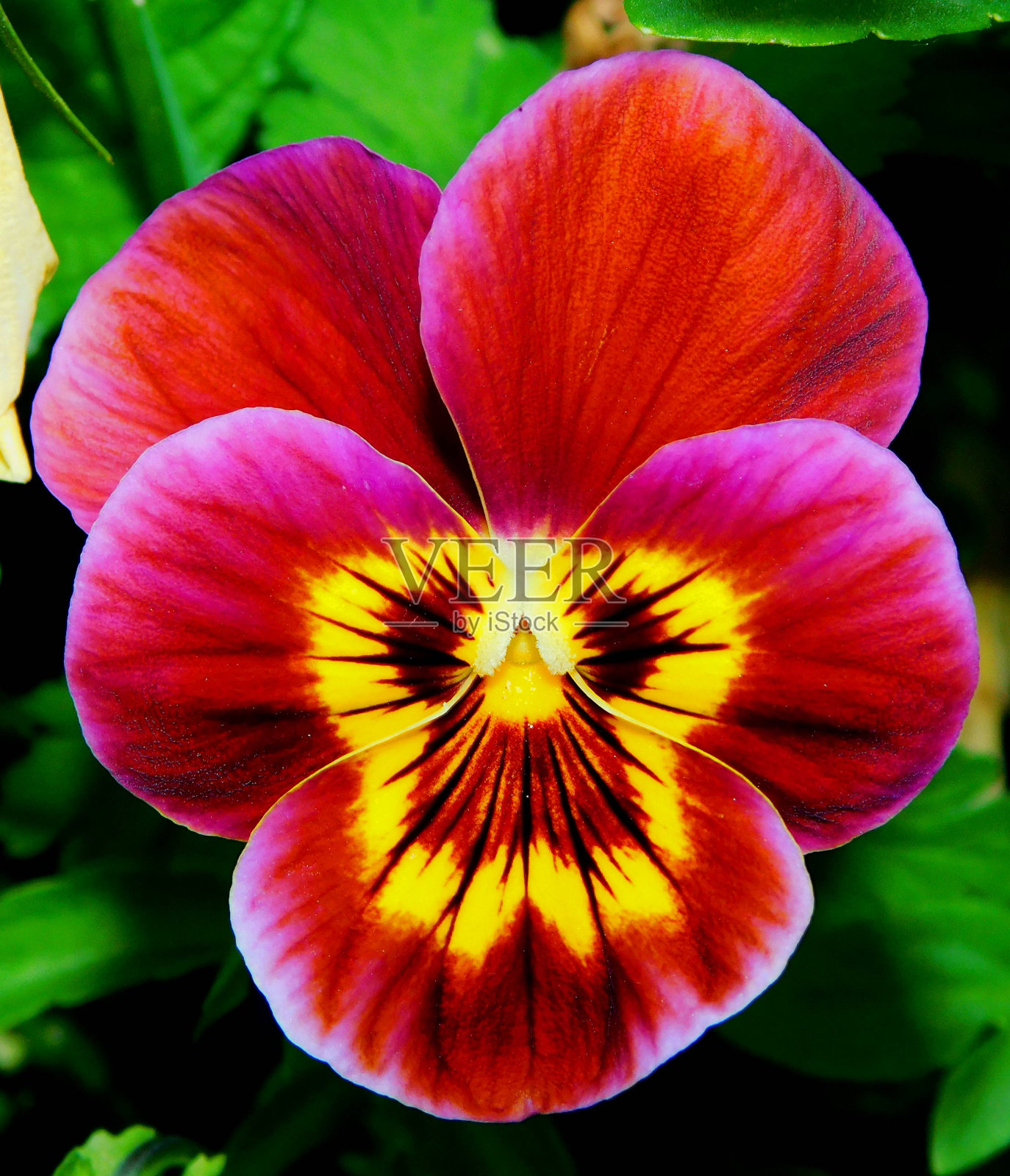 三色紫罗兰，红色和黄色照片摄影图片