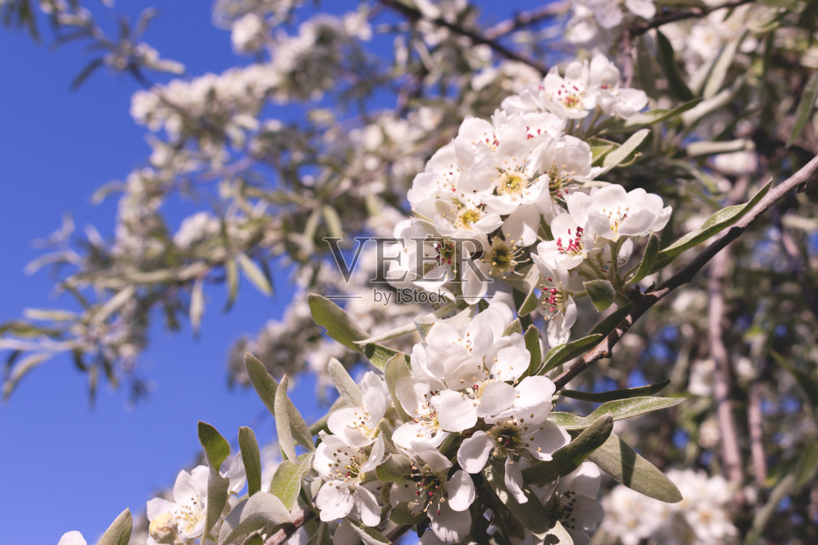 绿叶盛开的梨树特写。照片摄影图片