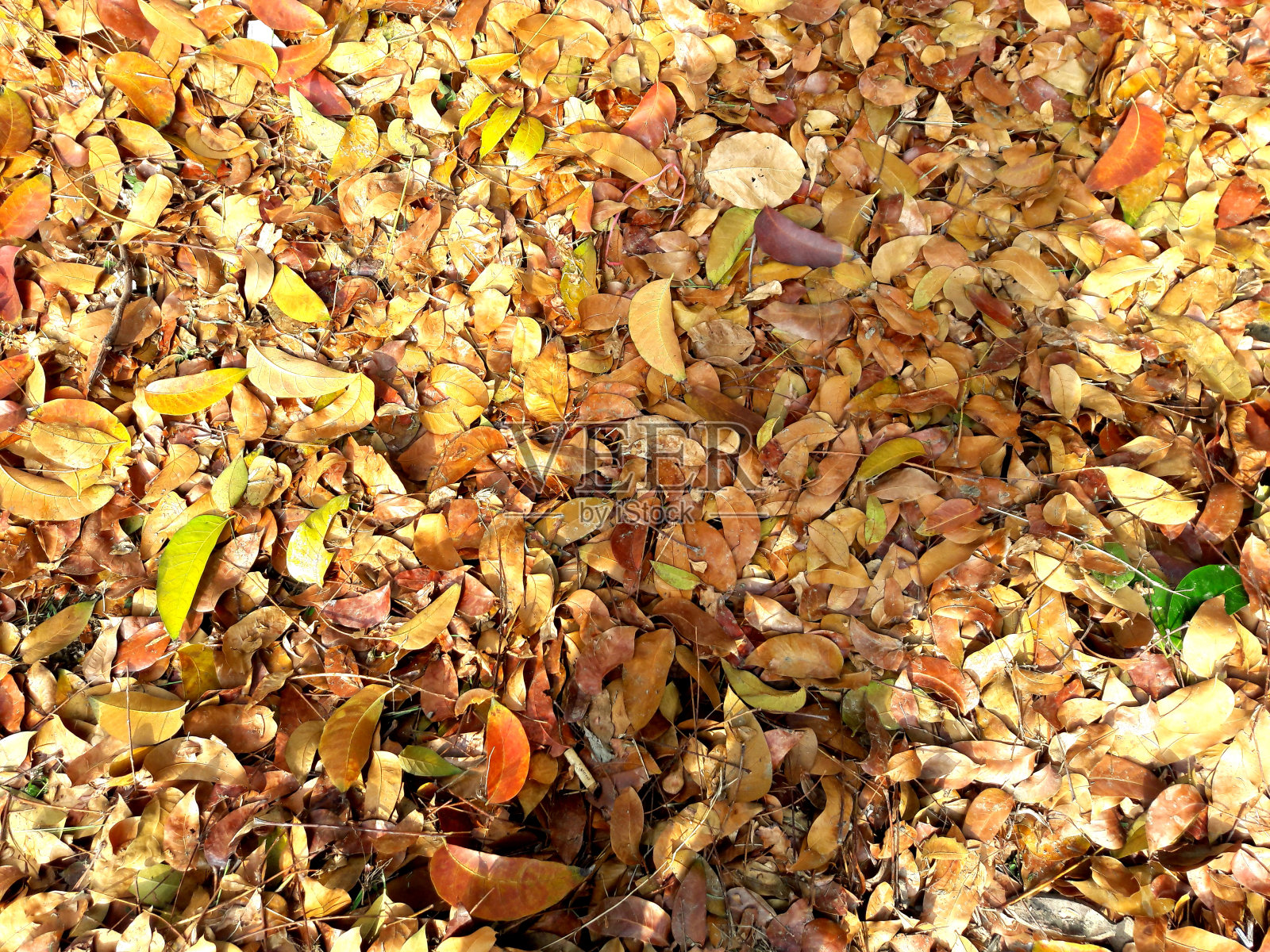 秋天的落叶散落在城市公园的地上。秋叶堆积在地上。关闭了。可以用作背景或主题。照片摄影图片