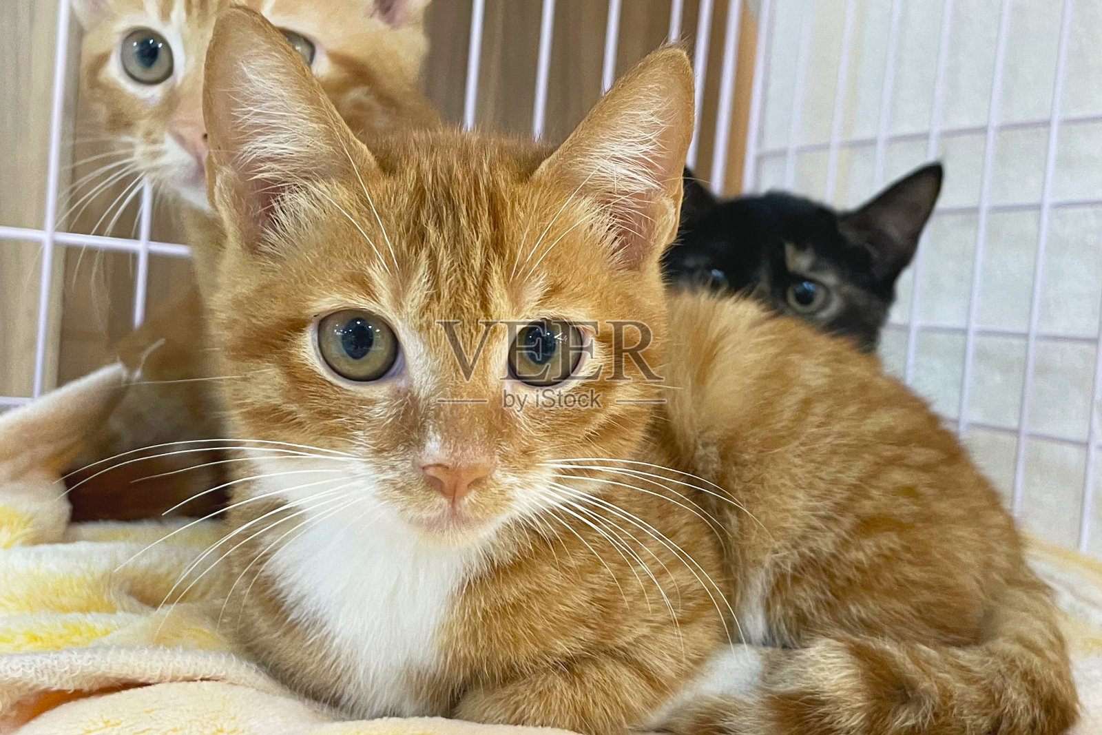 姜黄色的猫坐在床上。卧虎斑小猫照片摄影图片