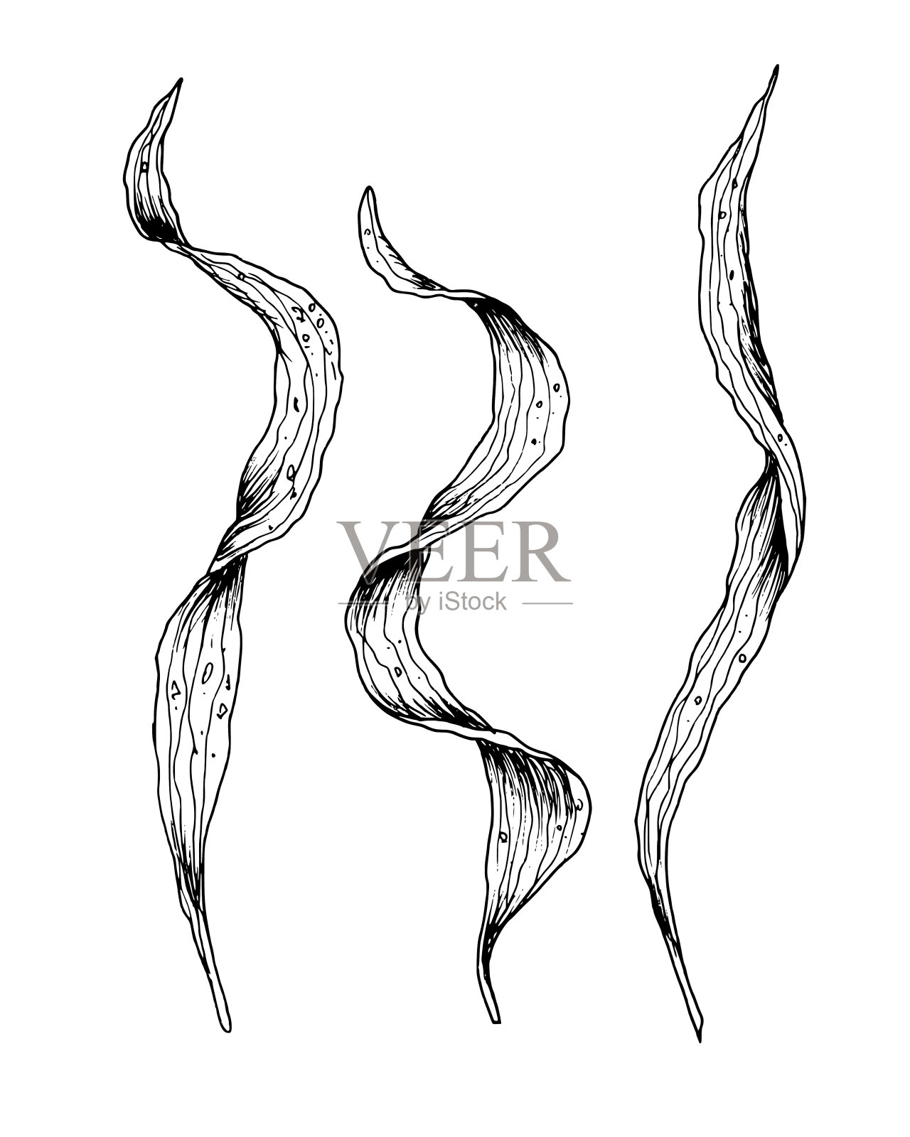 一套海藻。手绘的藻类和海带的矢量插图在白色孤立的背景在大纲风格。用黑色墨水绘制的水下图画。食品或化妆品标签的雕刻插画图片素材