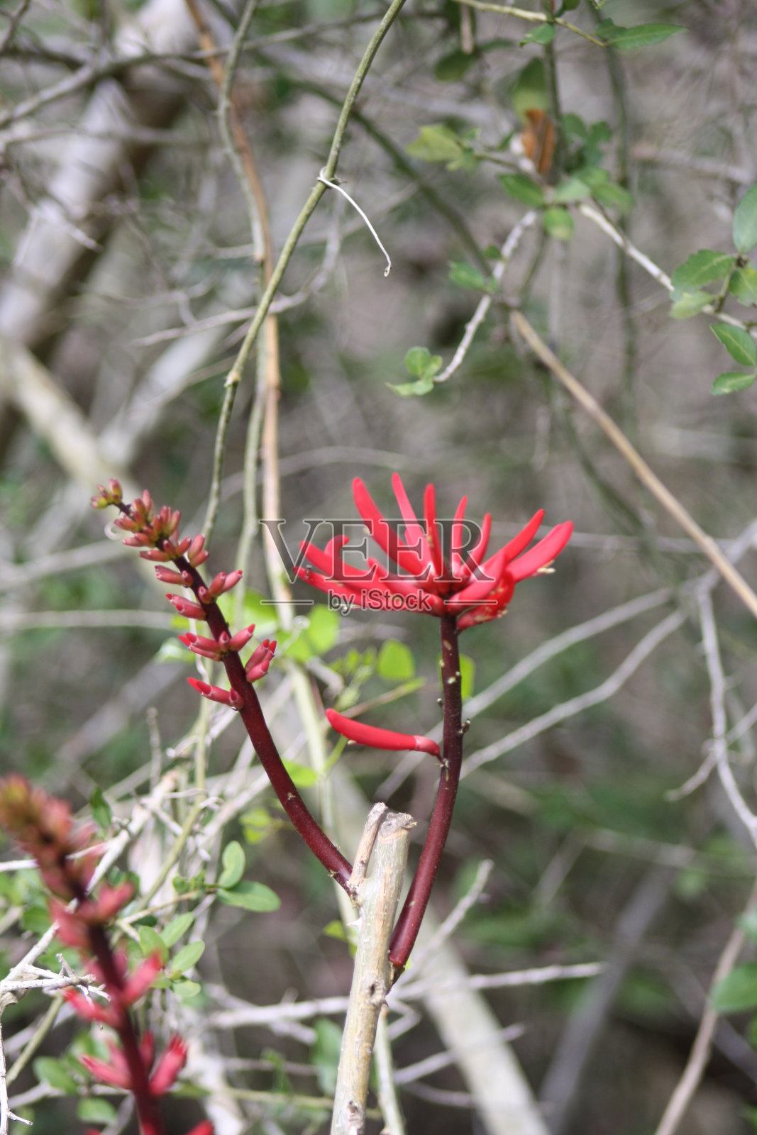 红色的花照片摄影图片