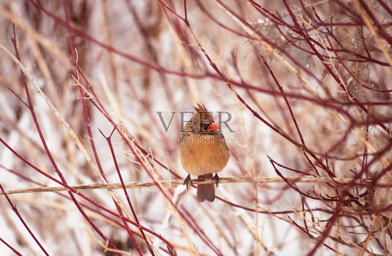 一只冬季的雌性北方红衣主教照片摄影图片