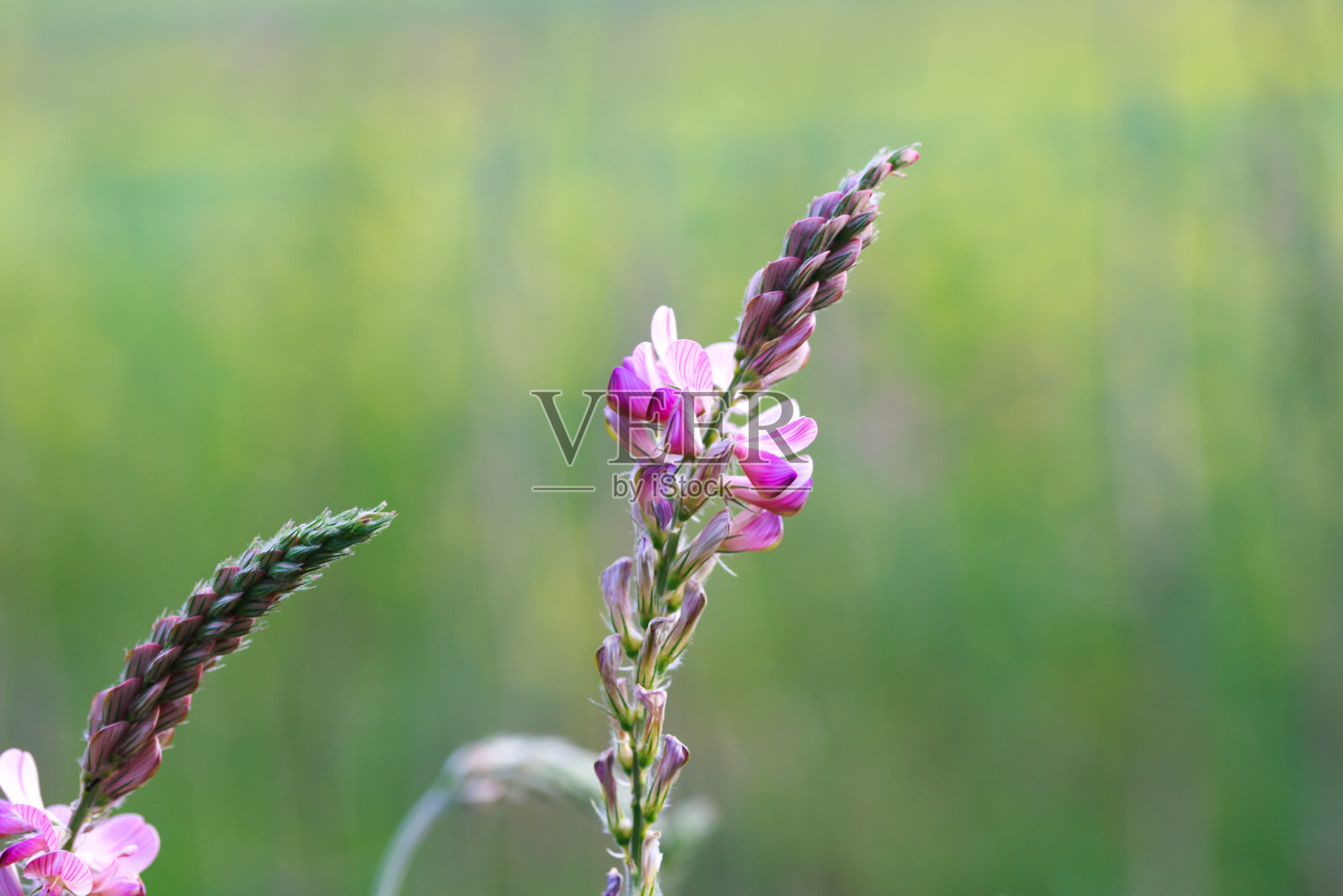 一种常见的红豆属植物，onobrychis viciifolia，正在开花。亲爱的花。美丽的粉红色野花。草甸草。照片摄影图片
