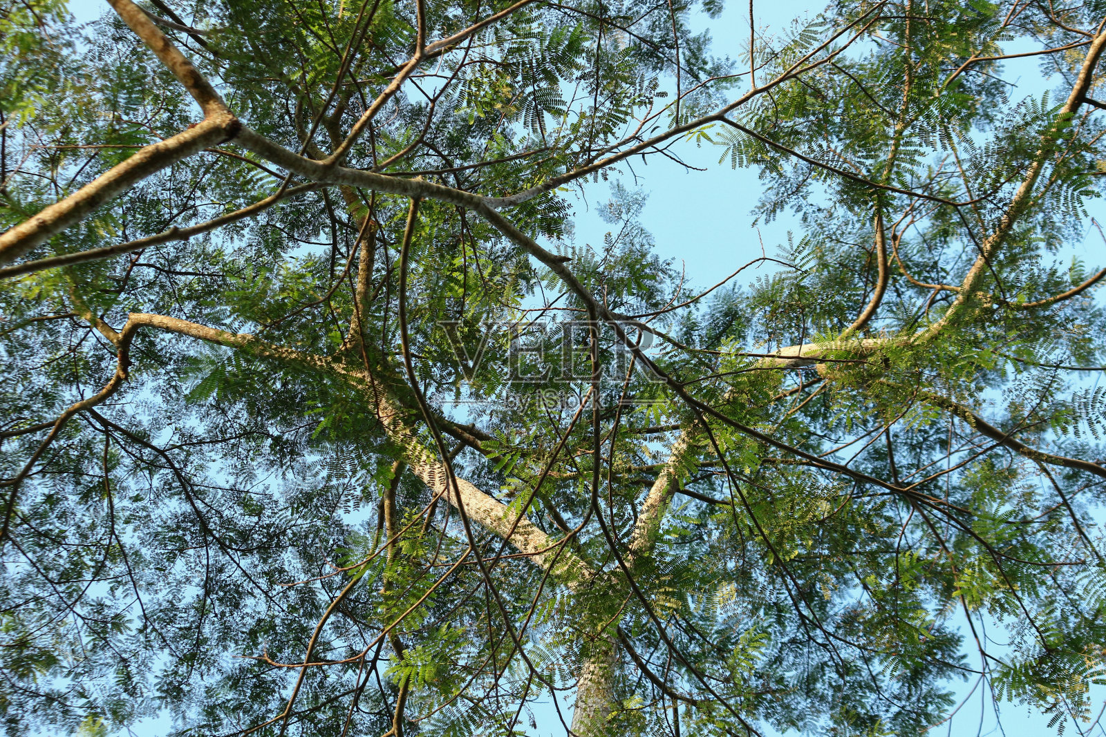 阴凉的梧桐树从向下的角度拍摄在晴朗的日子照片摄影图片